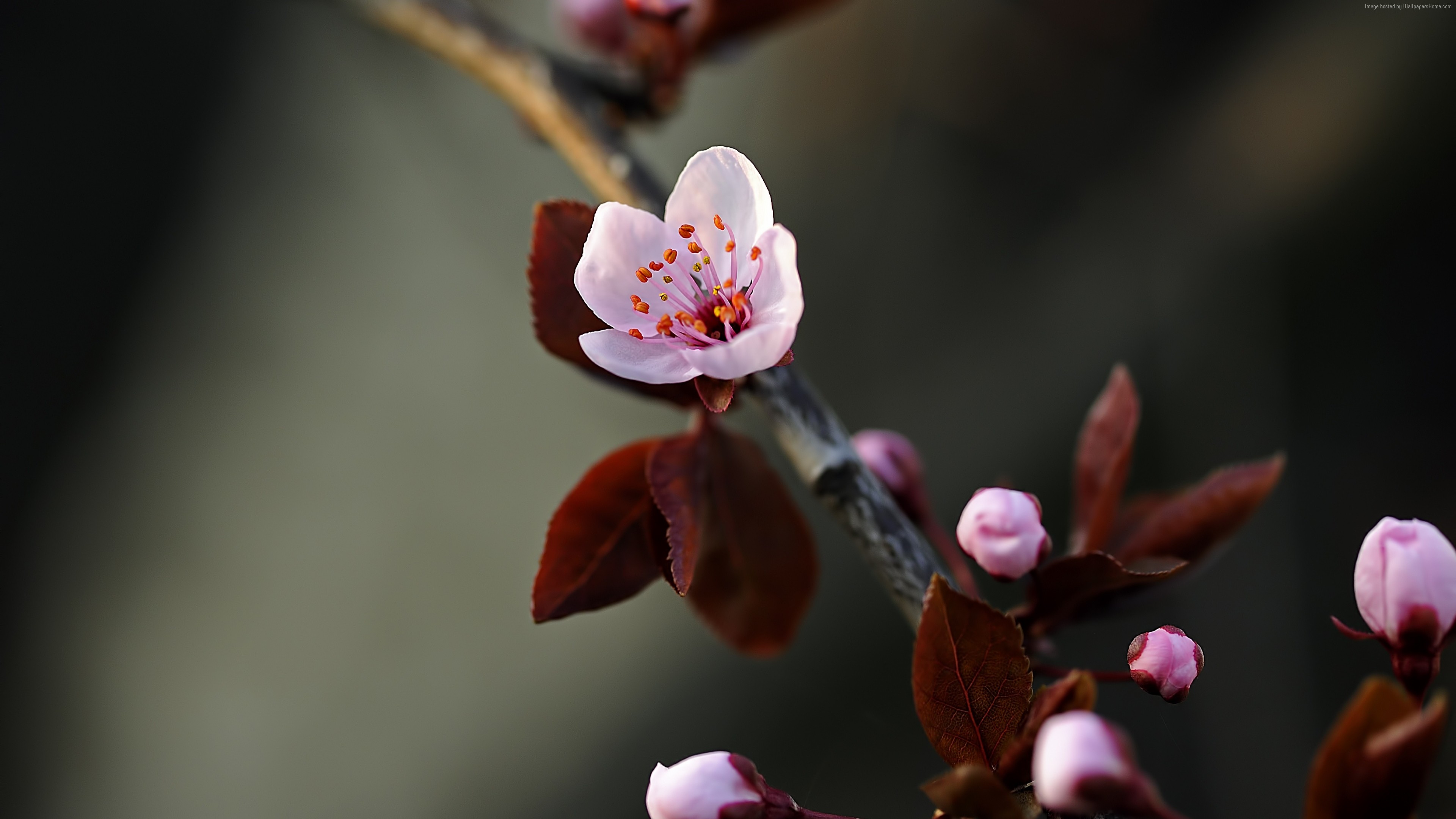 Macro shot of a pink cherry blossom with dark leaves HD Wallpaper