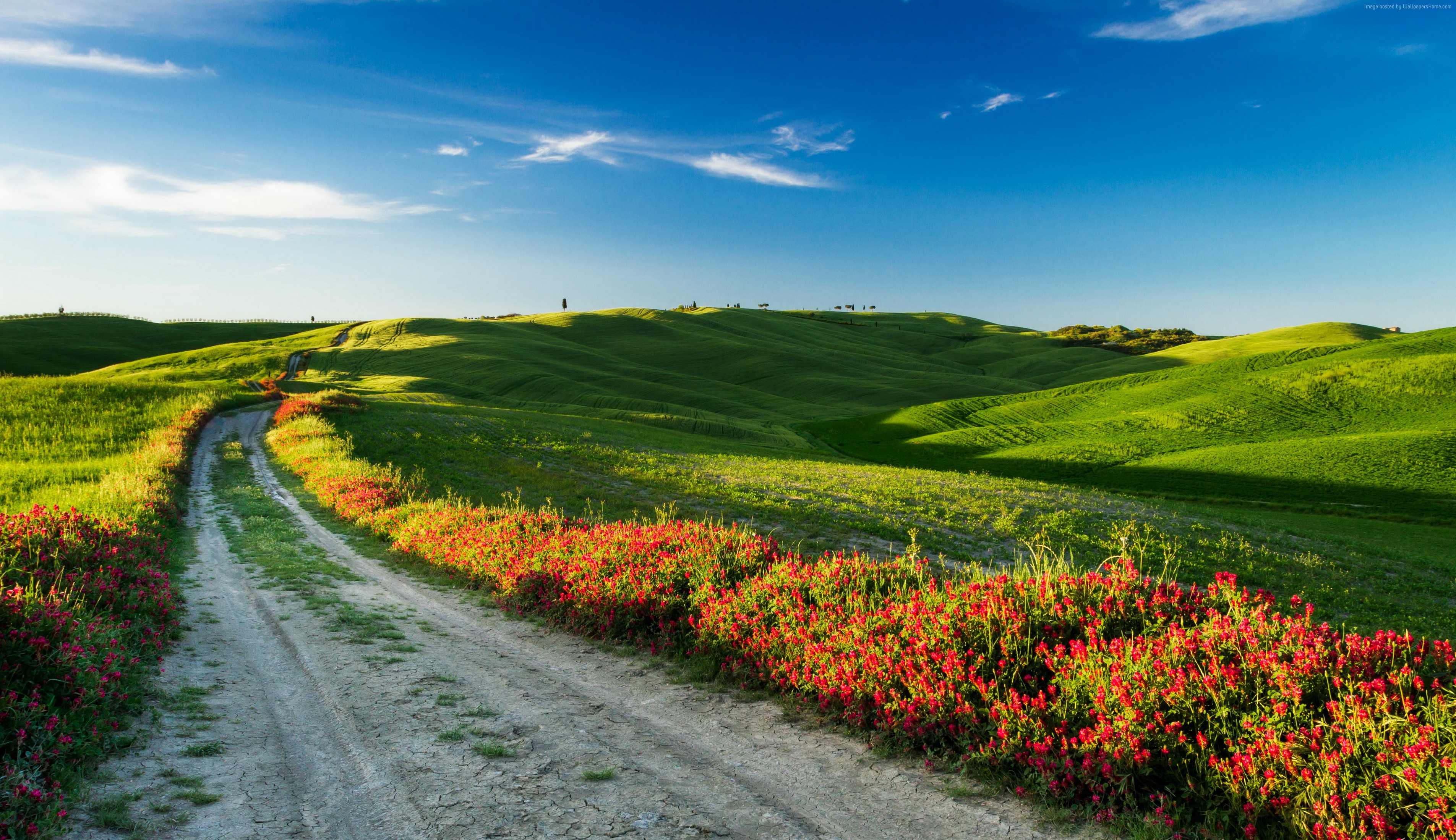 Tuscany 4K Road with Wildflowers and Rolling Hills HD Wallpaper