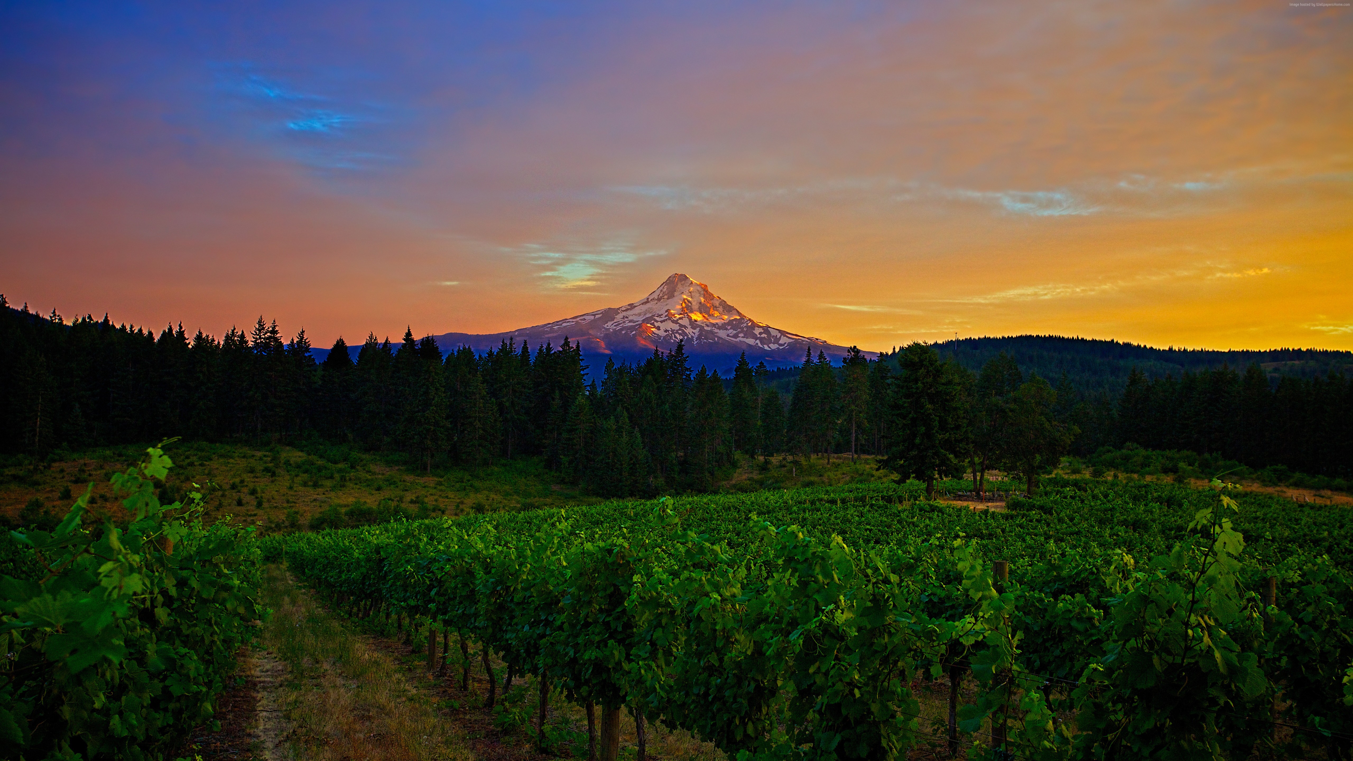 Vineyard at sunset with snow-capped mountain HD Wallpaper