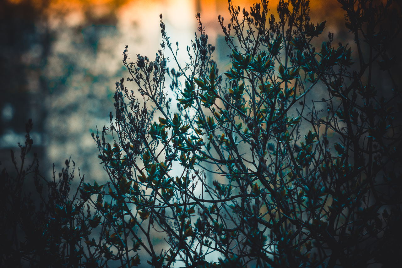 Close-up of a dark tree branch with green leaves HD Wallpaper