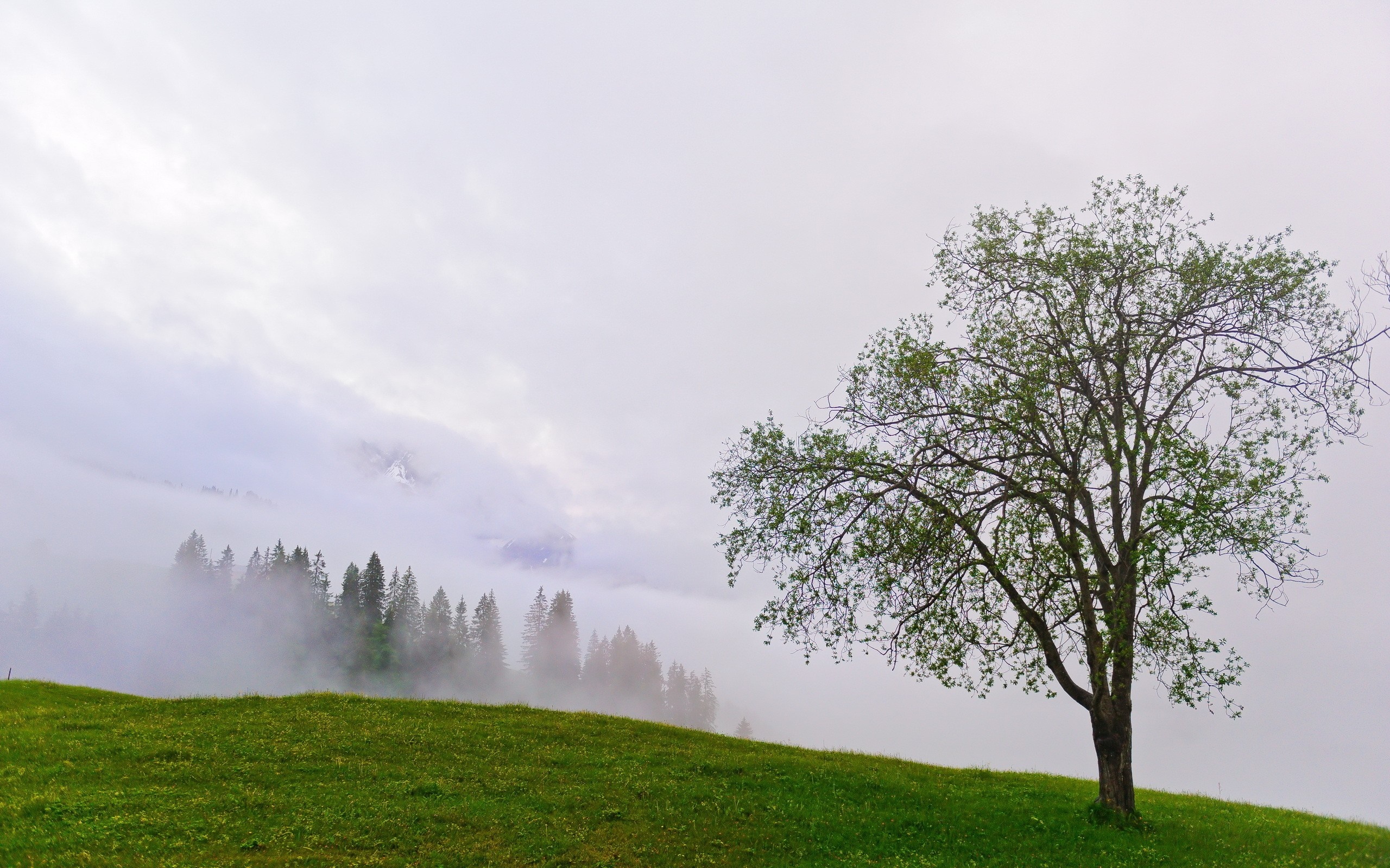 Misty mountain landscape with a lone tree on a grassy hill HD Wallpaper