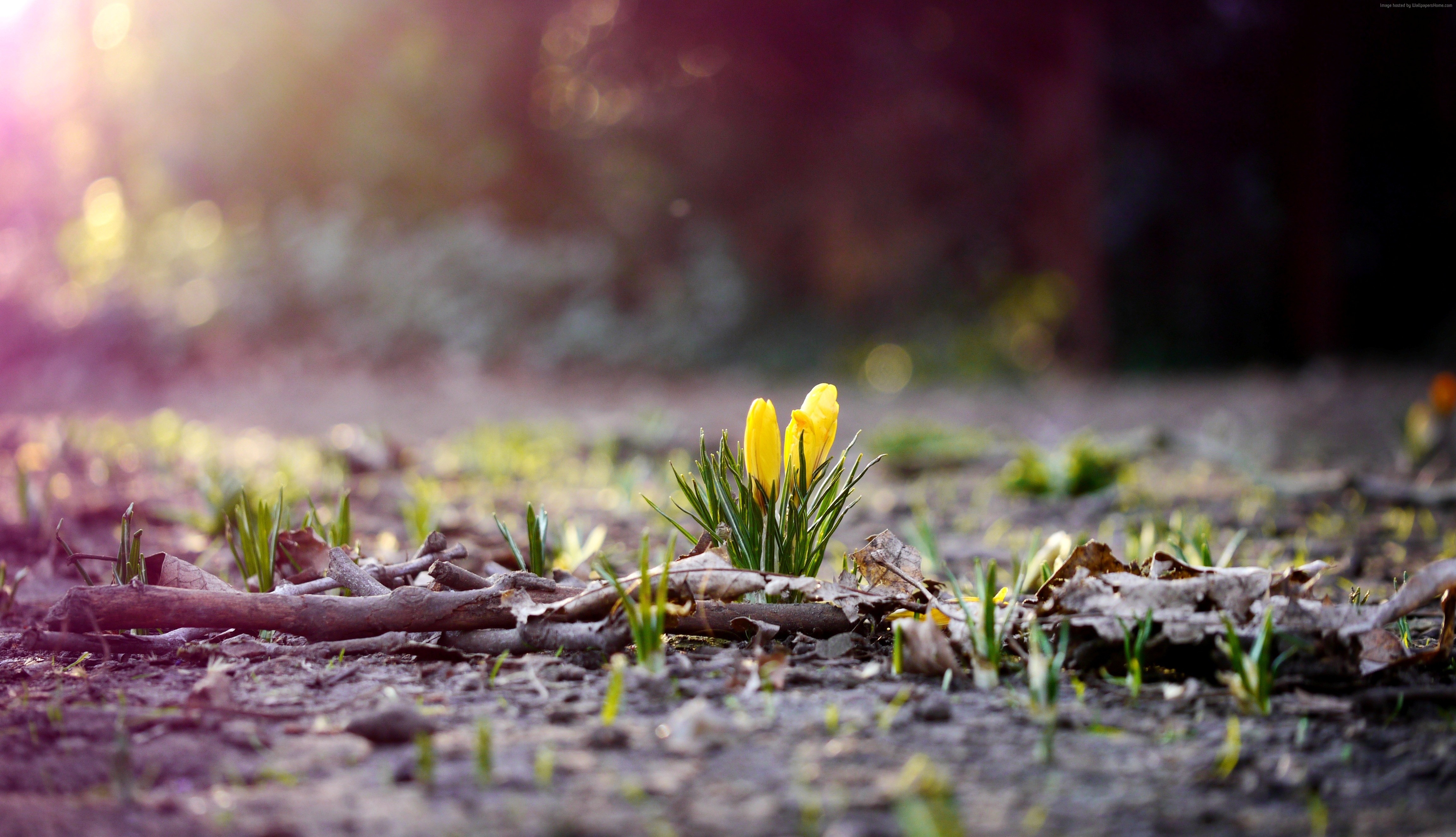 Yellow Crocus Flowers in Spring Forest 4K HD Wallpaper