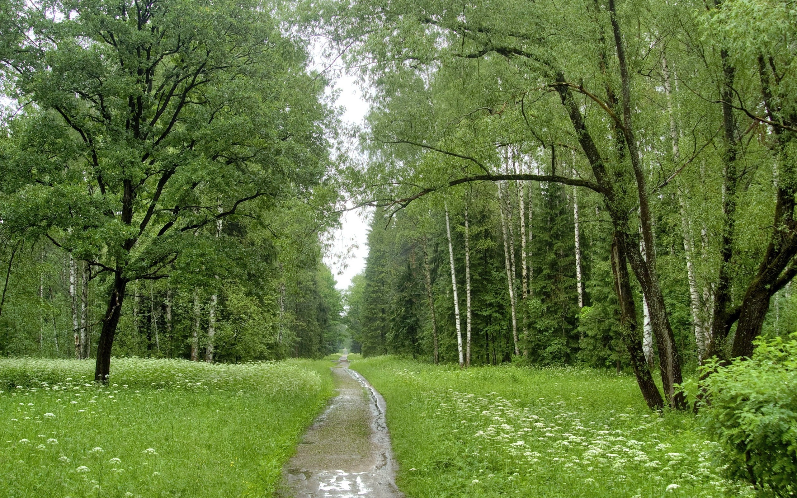 A wet path through a green forest with wildflowers HD Wallpaper