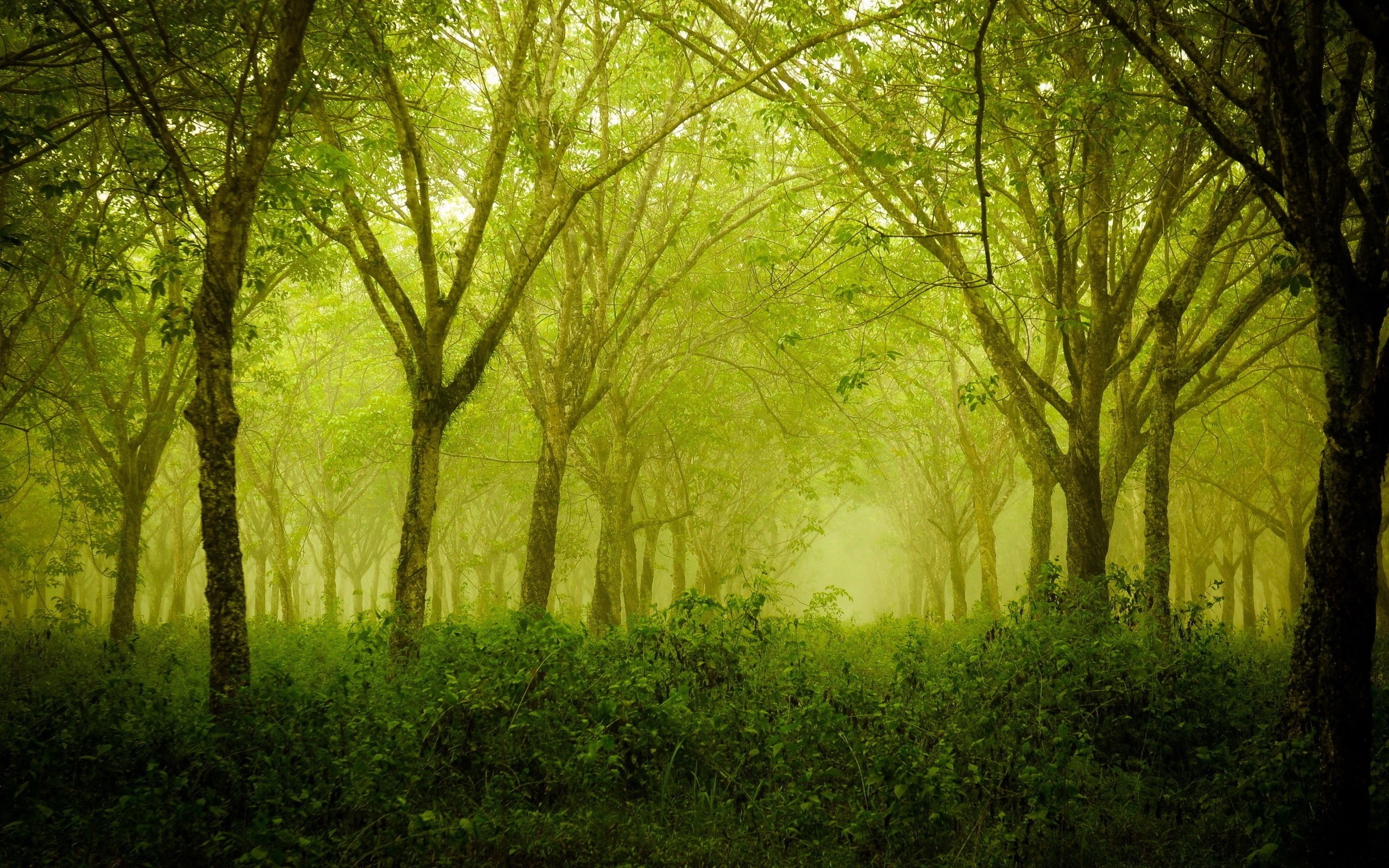 Misty forest with sunlight filtering through trees HD Wallpaper