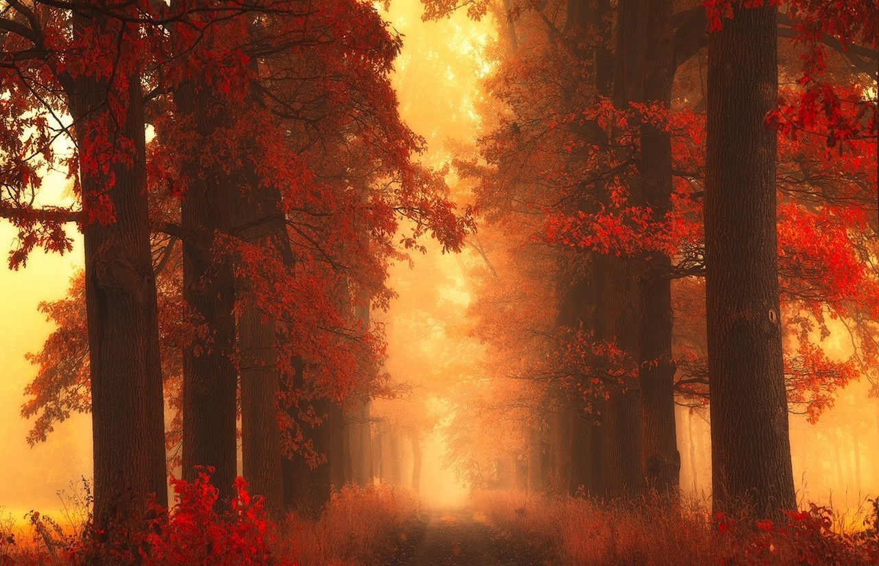 Autumn forest path with red leaves and mist HD Wallpaper