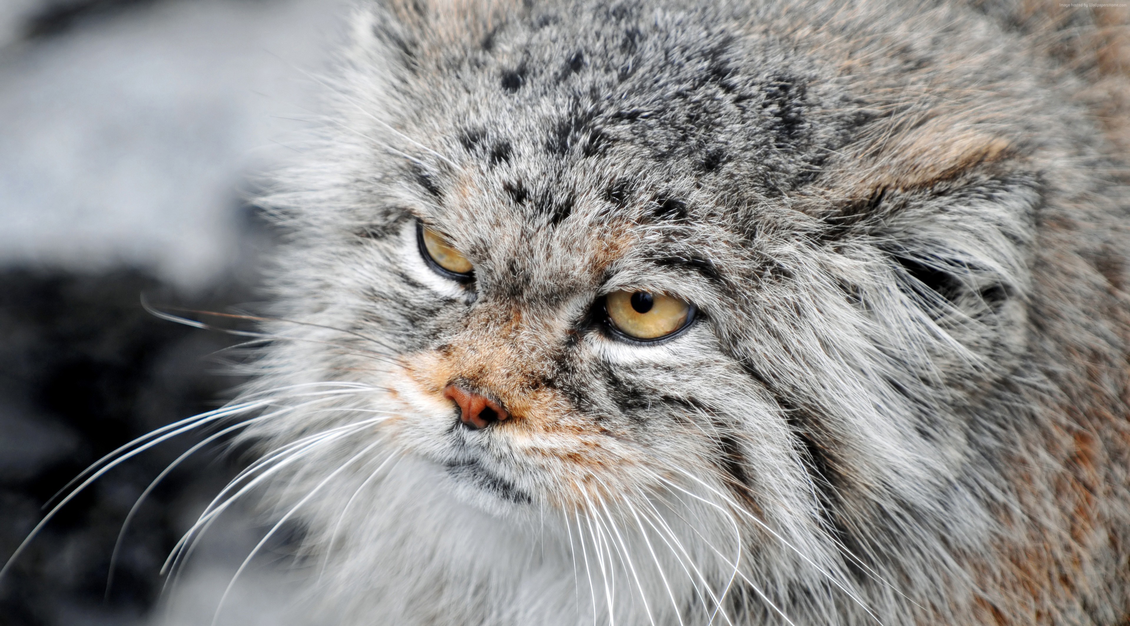 Close-up of a fluffy Manul cat with yellow eyes HD Wallpaper