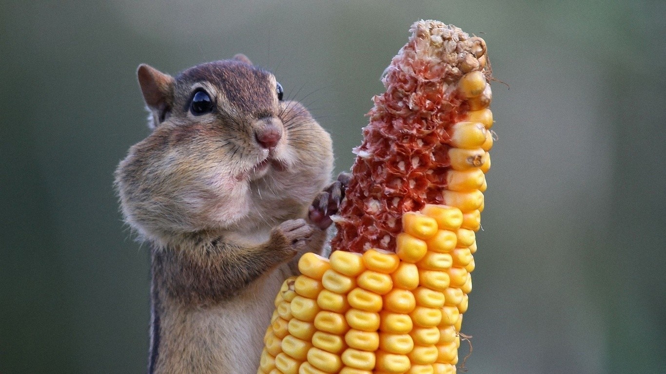 Chipmunk stuffing its cheeks with corn HD Wallpaper