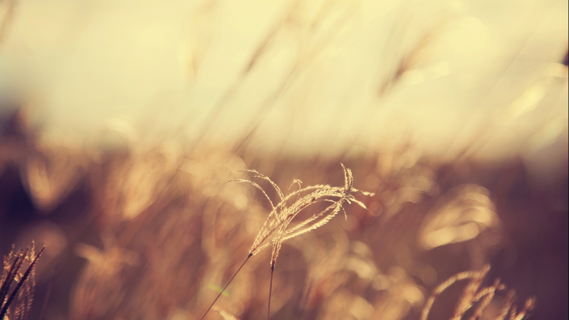 Close-up of grass seed heads in soft sunlight HD Wallpaper