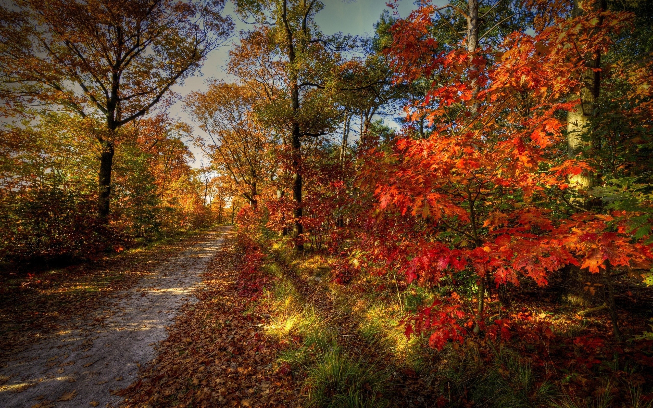 Autumn forest path with colorful leaves and sunlight HD Wallpaper