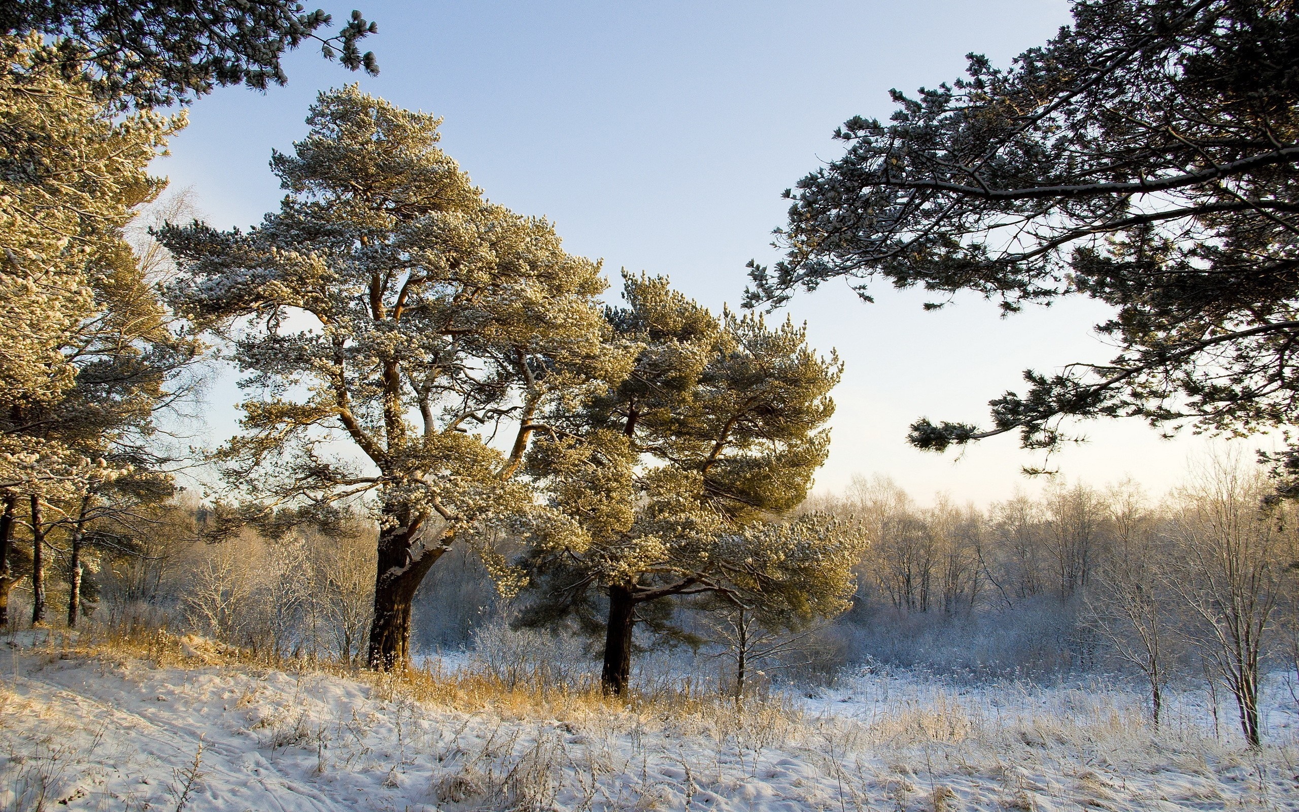 Snow-covered trees in a winter forest landscape HD Wallpaper