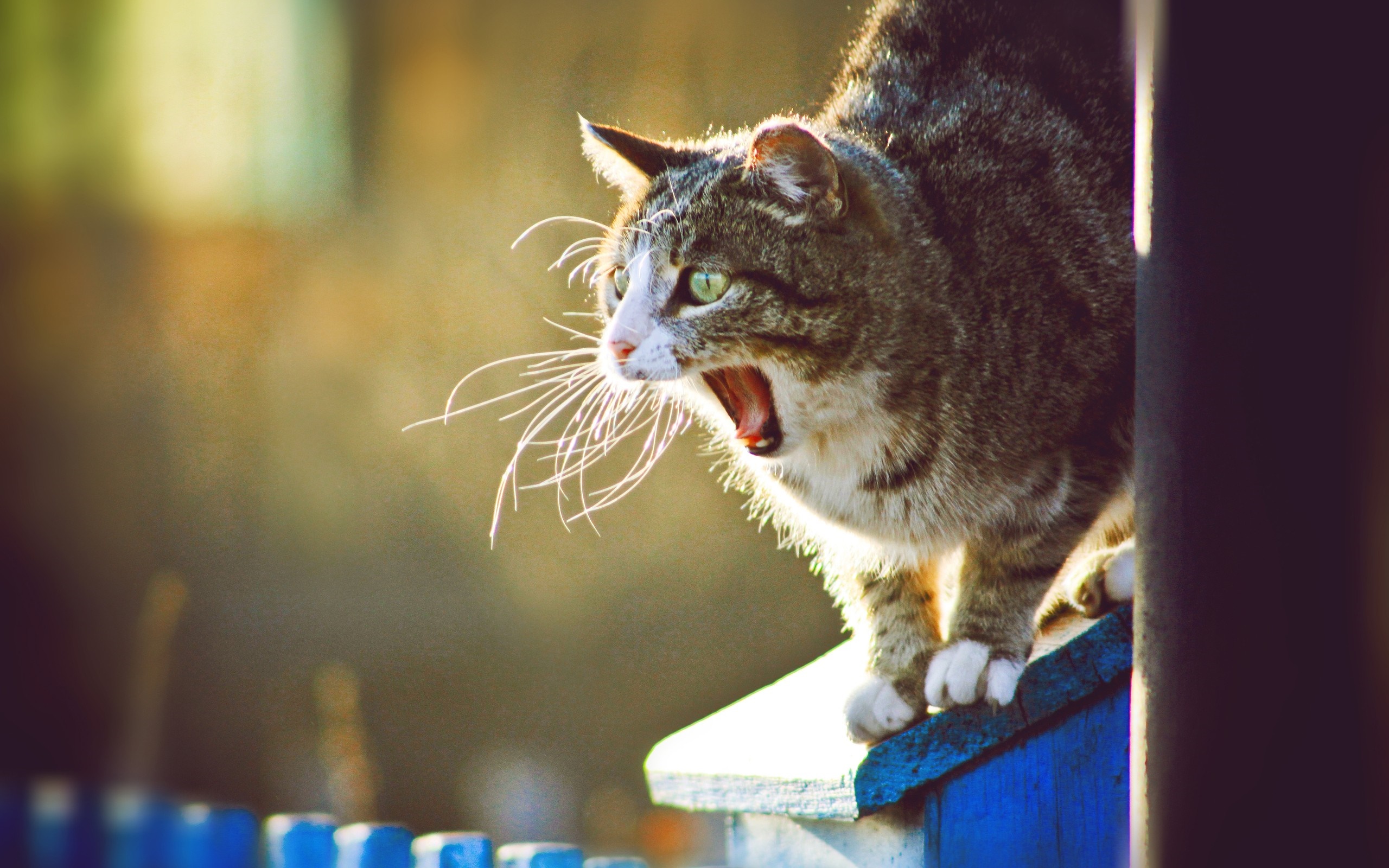 A tabby cat yawns on a blue surface HD Wallpaper