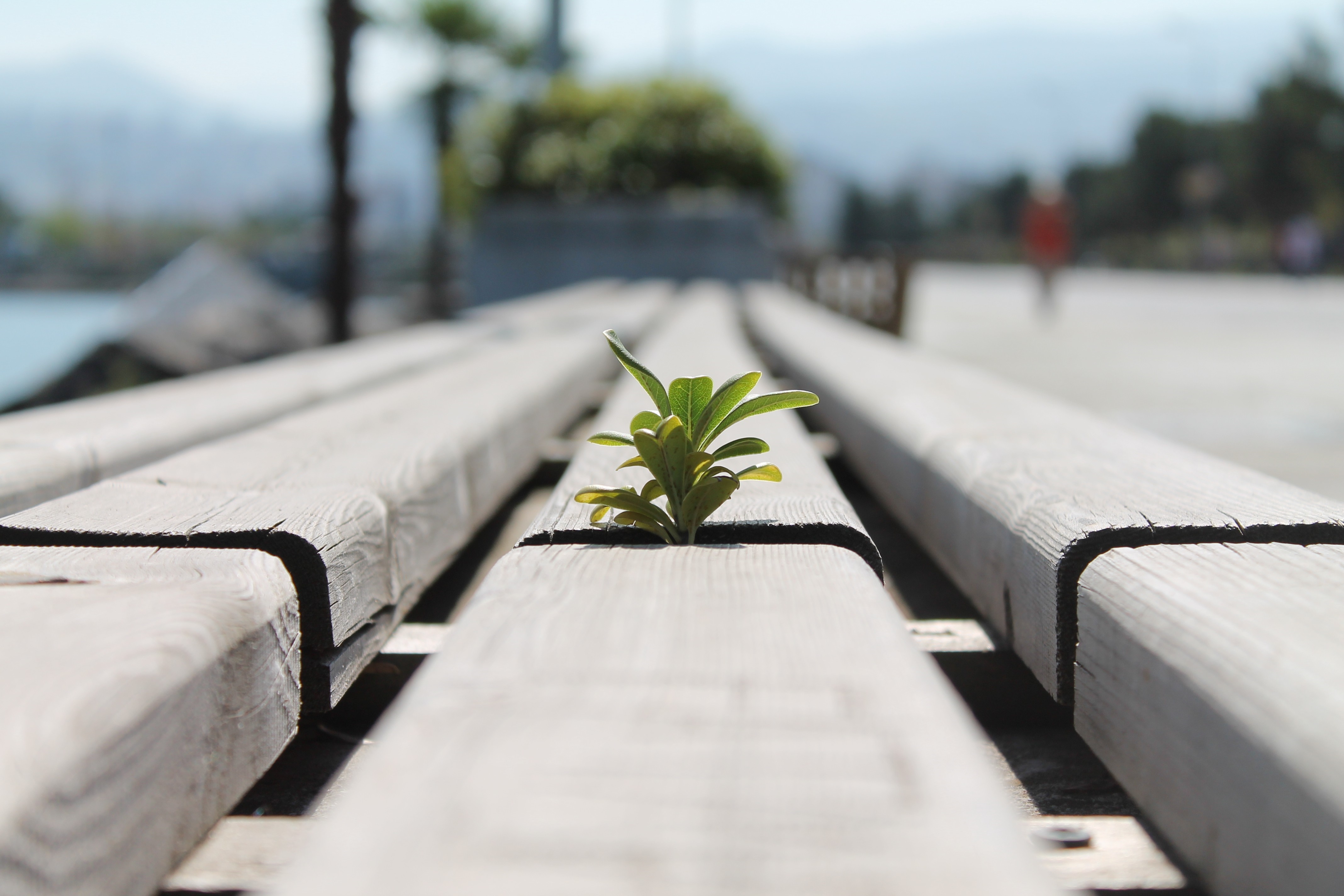 Plant growing through a wooden bench HD Wallpaper