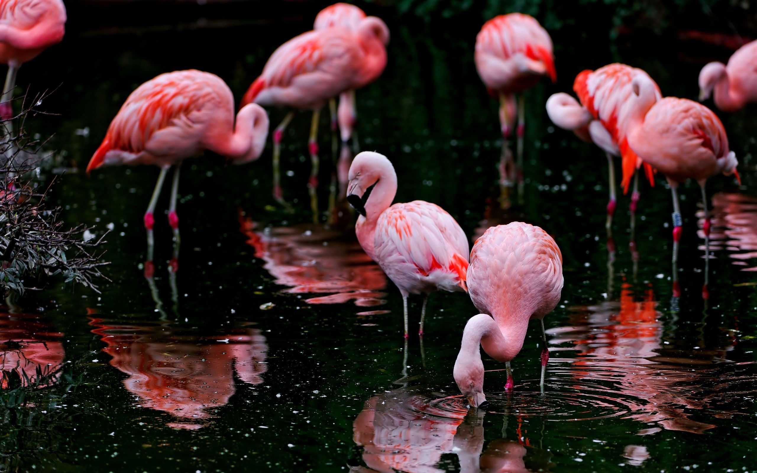 A flock of pink flamingos wading in dark water HD Wallpaper