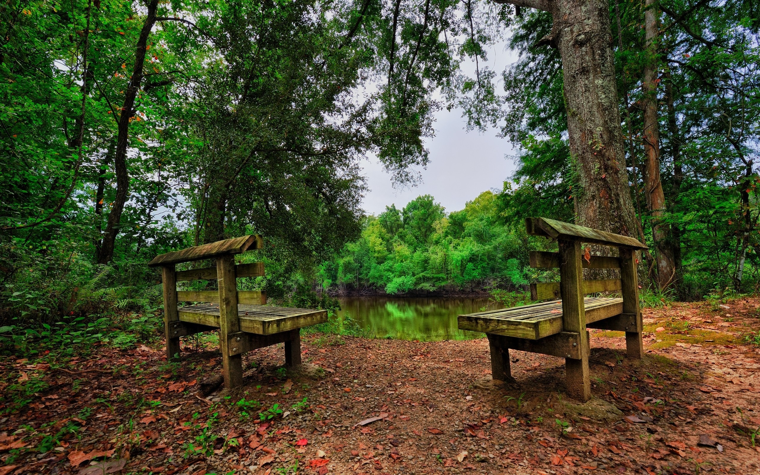 Two wooden benches facing a tranquil forest lake HD Wallpaper