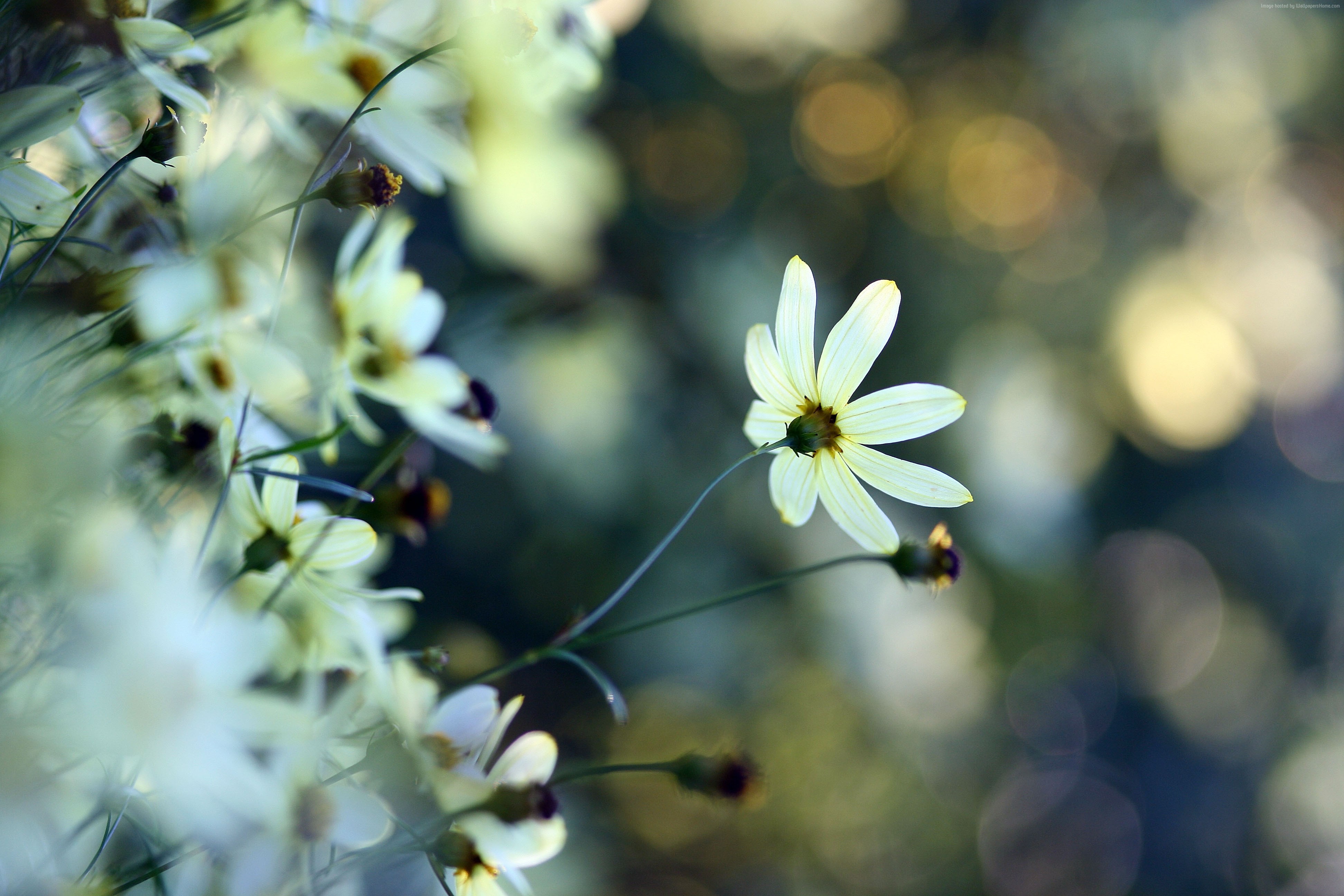 White Chamomile Flowers 4K HD Wallpaper