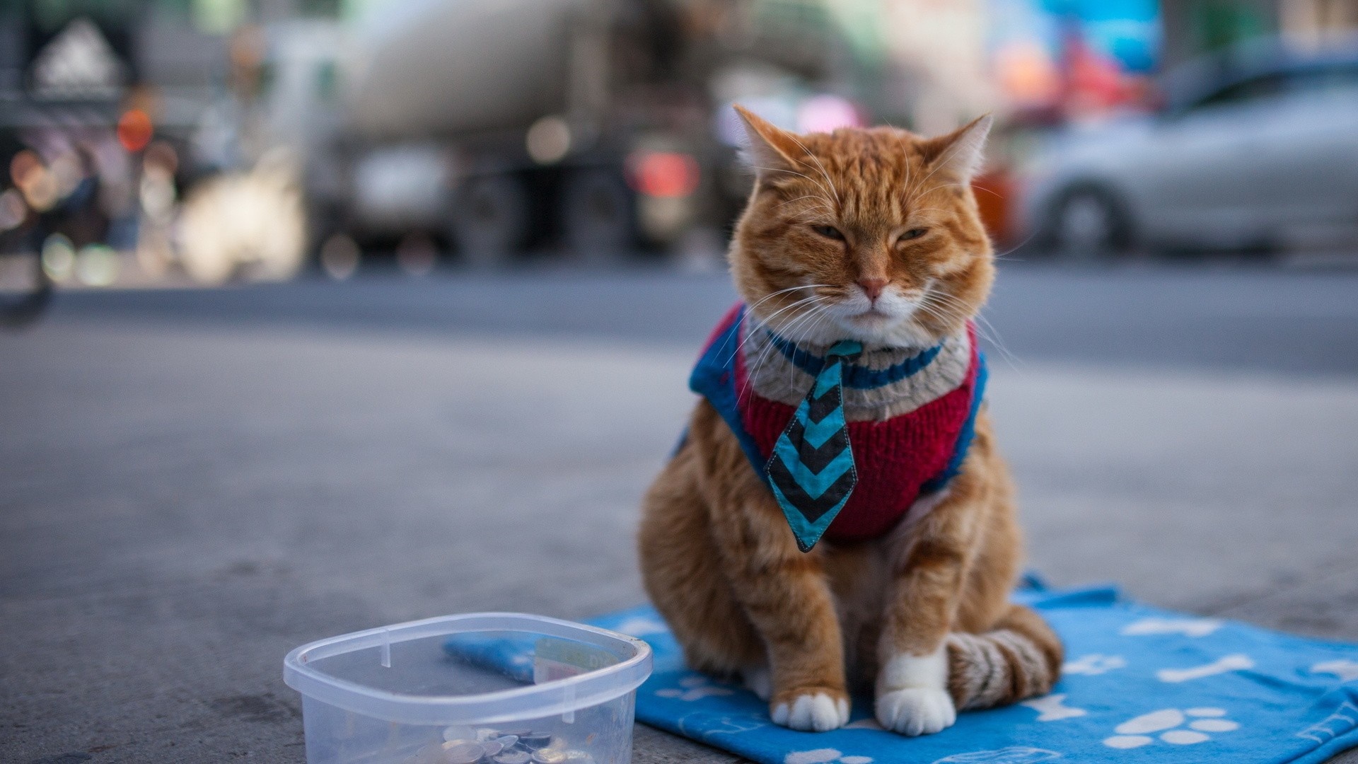 Orange cat wearing a sweater and tie on the street HD Wallpaper