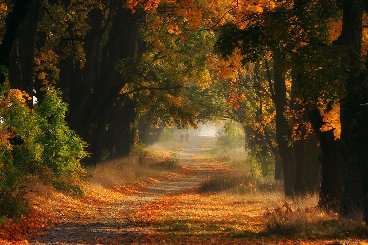 Autumn path through a sunlit forest with fallen leaves HD Wallpaper