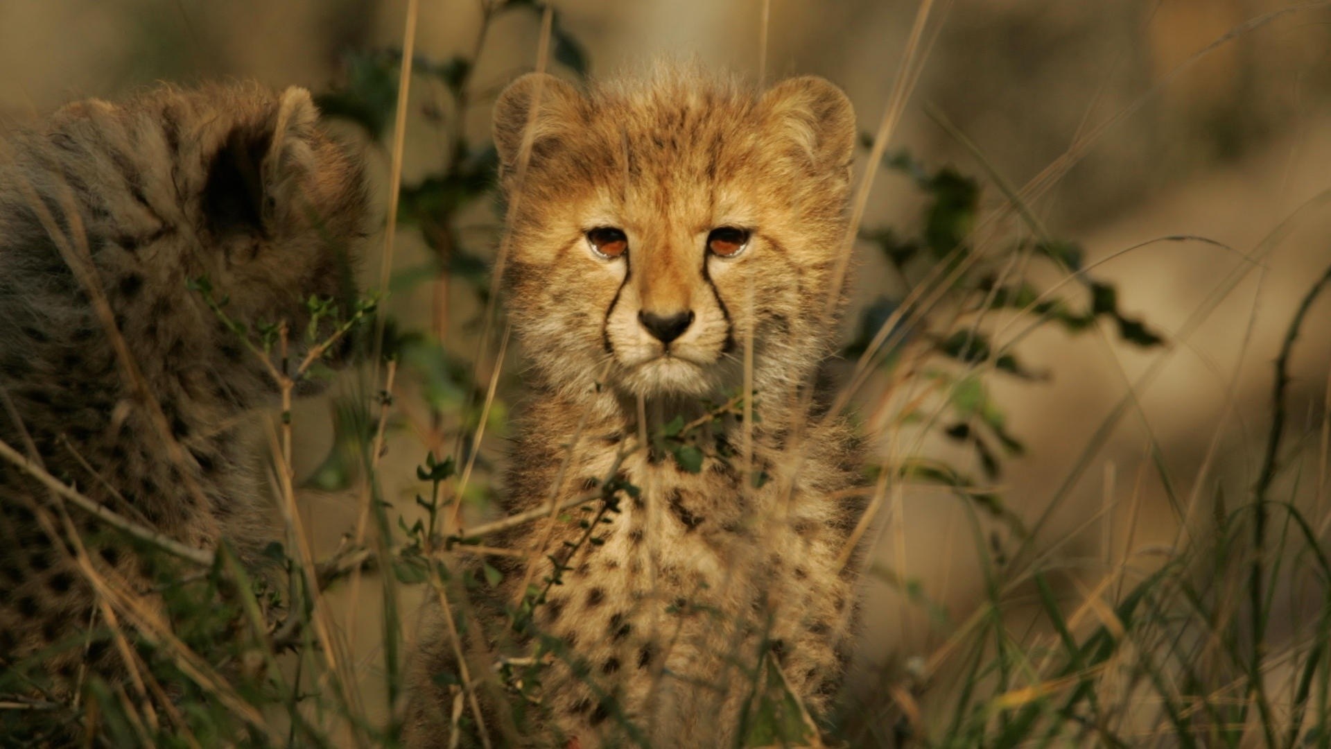 Cheetah cub peeking through tall grass HD Wallpaper