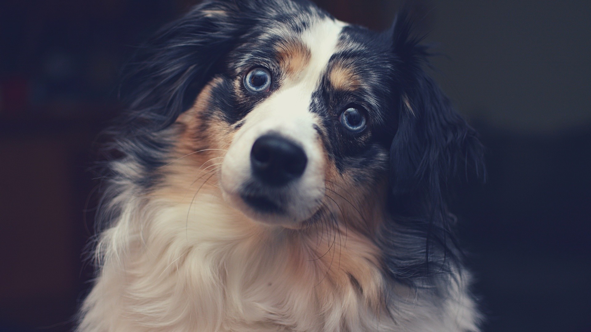 Close-up of an Australian Shepherd dog with blue eyes HD Wallpaper