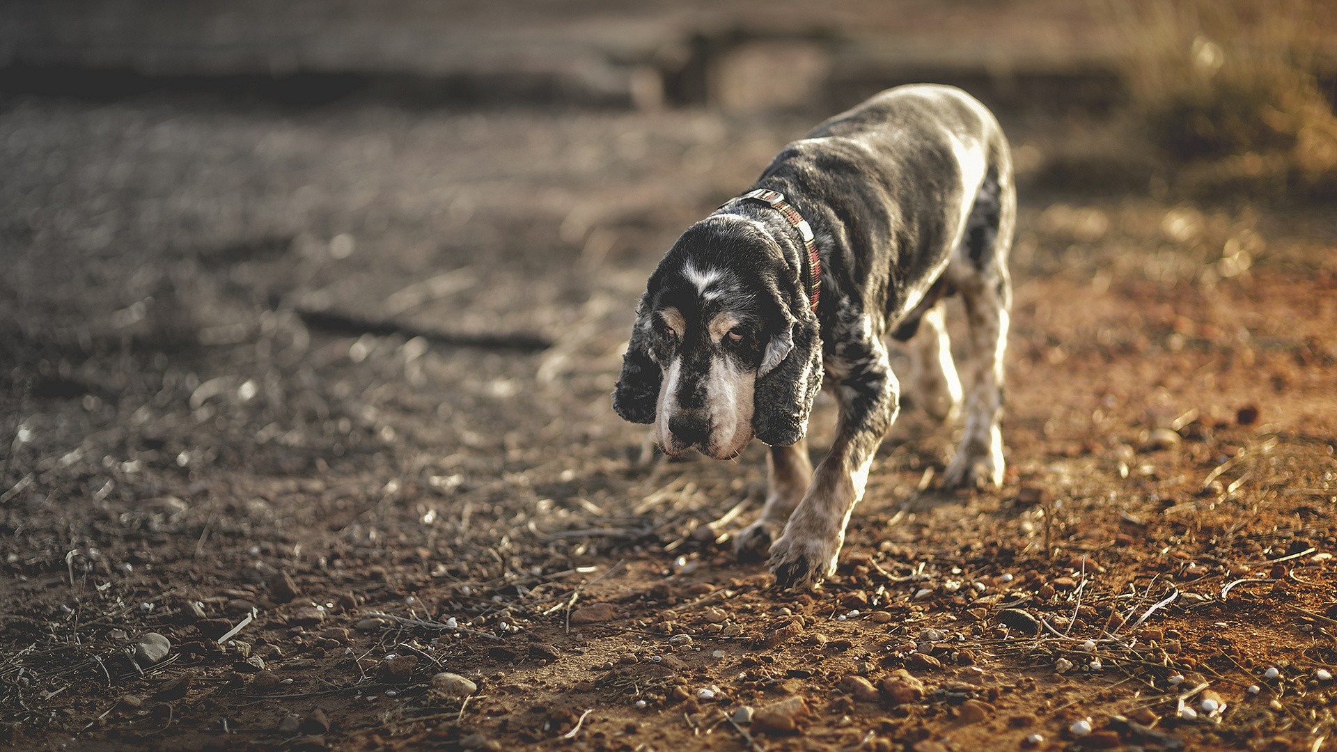 A sad-looking dog walks on a dirt path HD Wallpaper