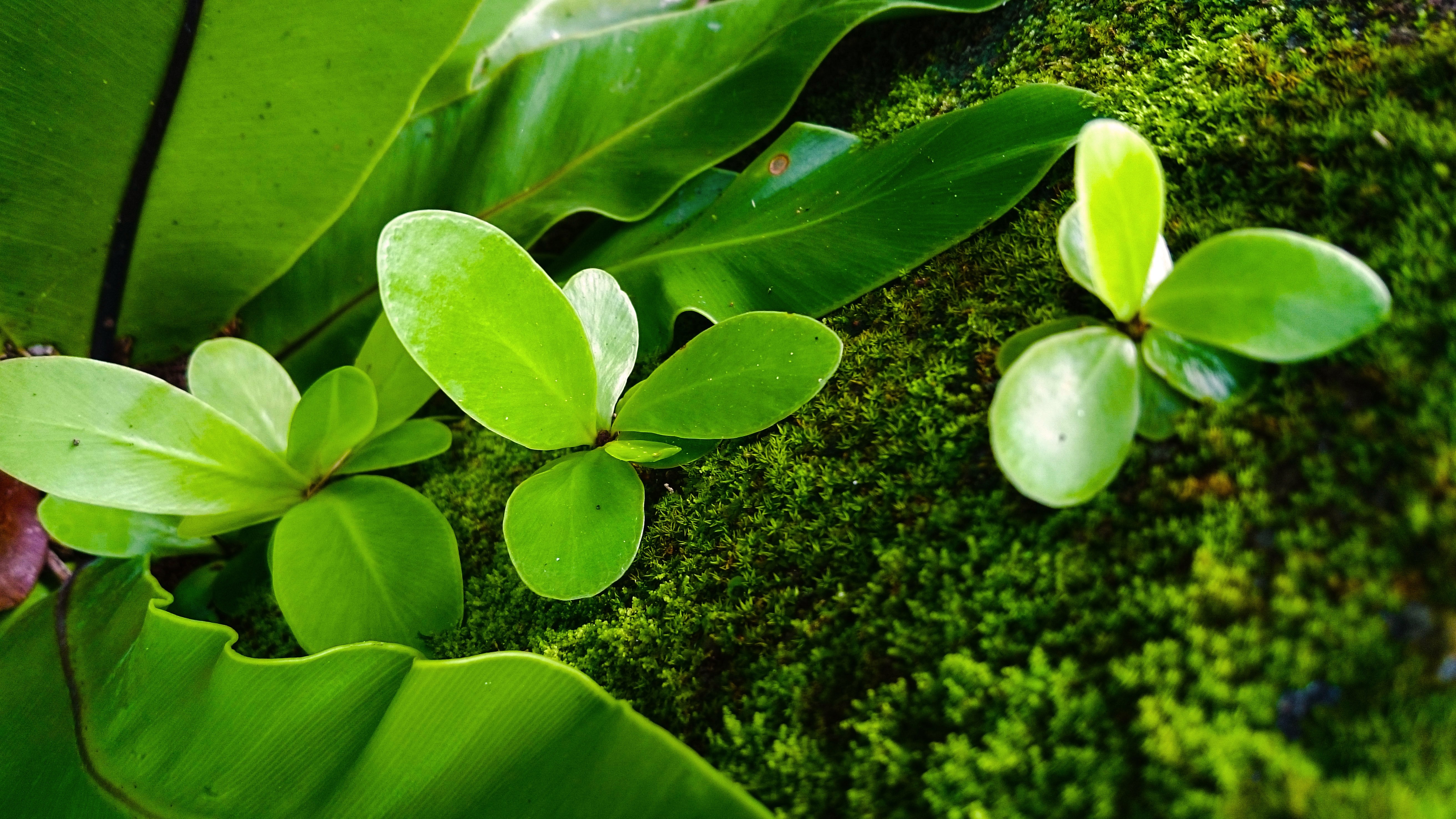 Close-up of green plants and moss HD Wallpaper