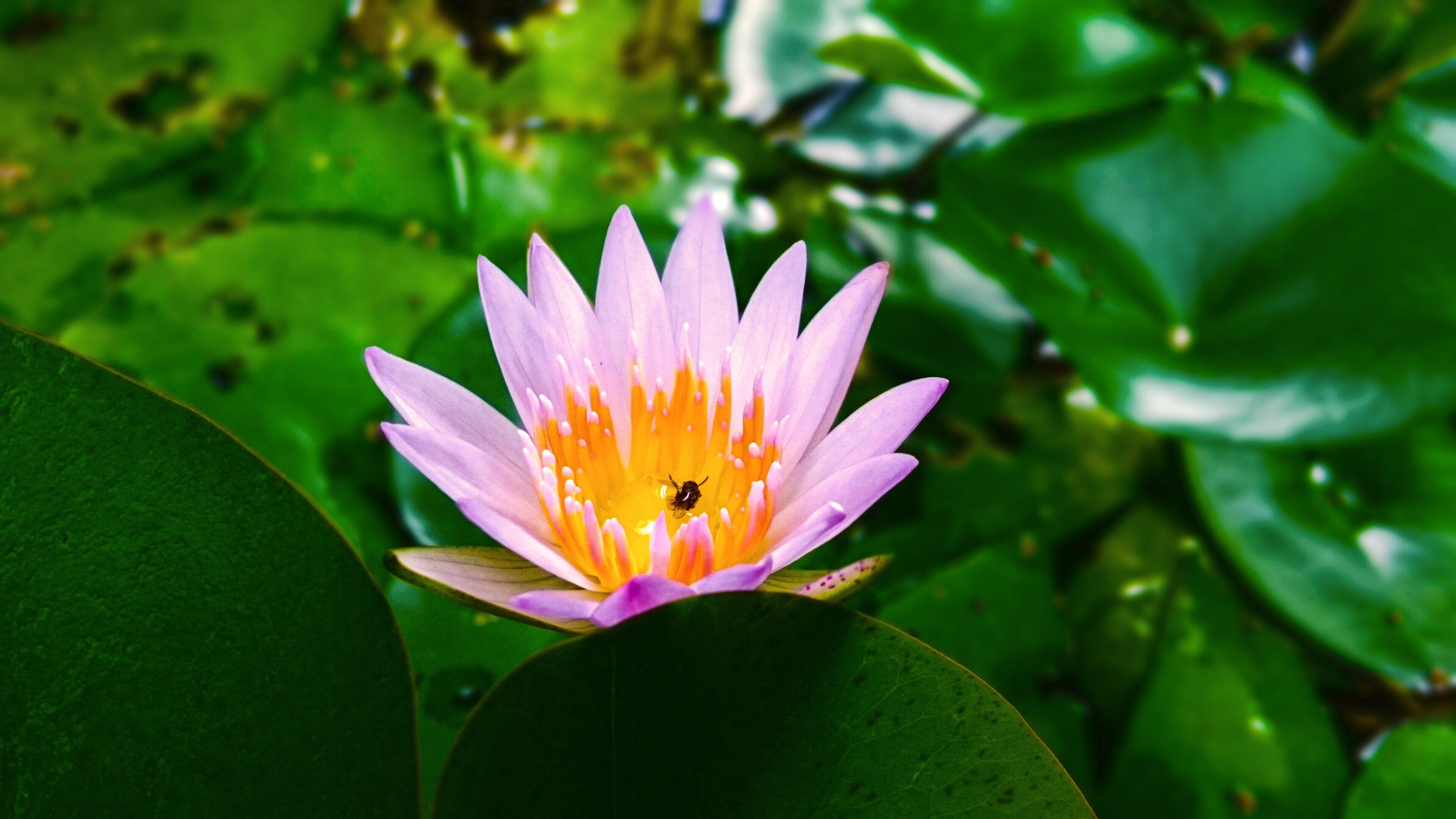 Close-up of a pink lotus flower with a bee HD Wallpaper