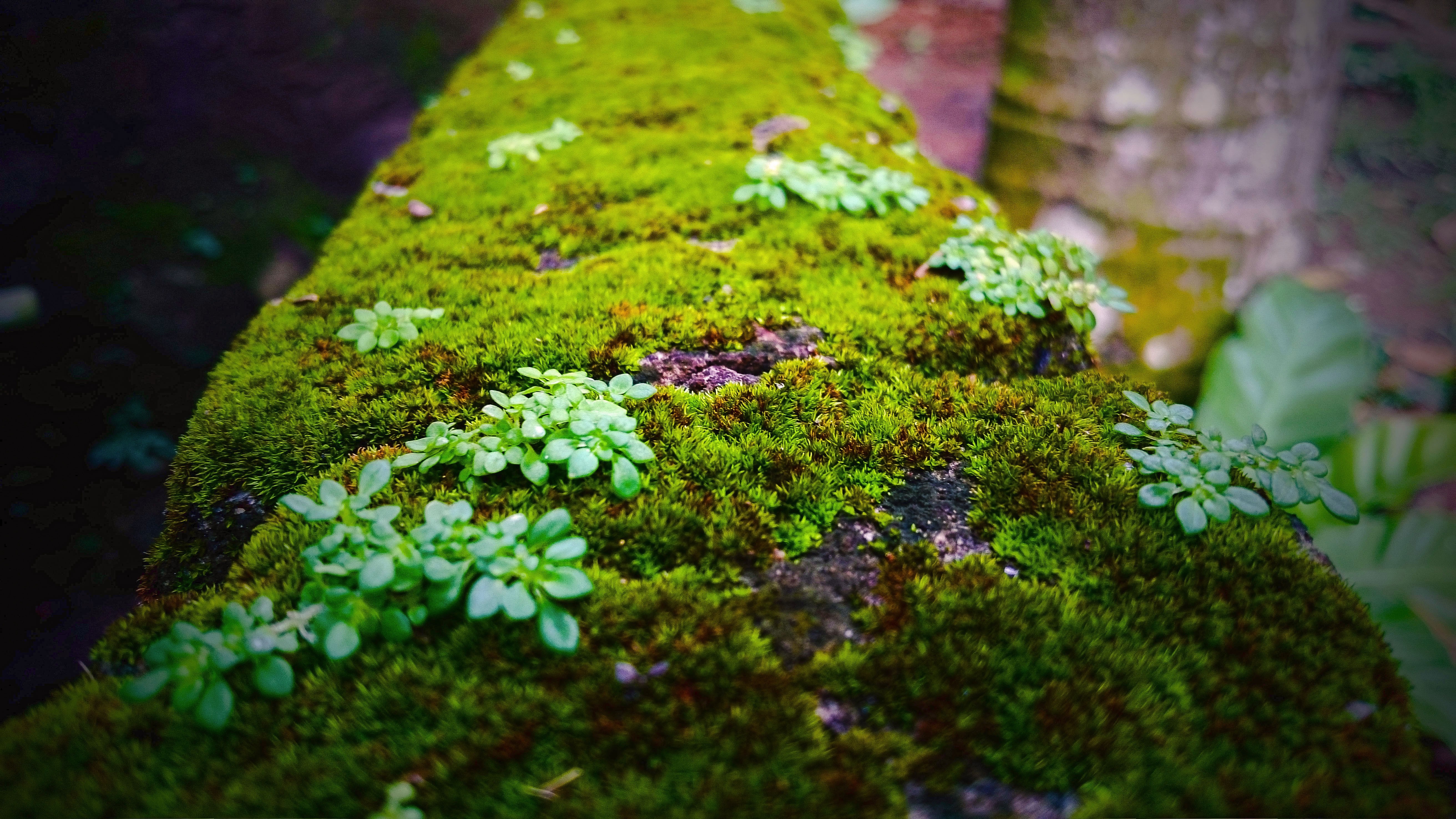 Moss and small plants on a log in a forest HD Wallpaper