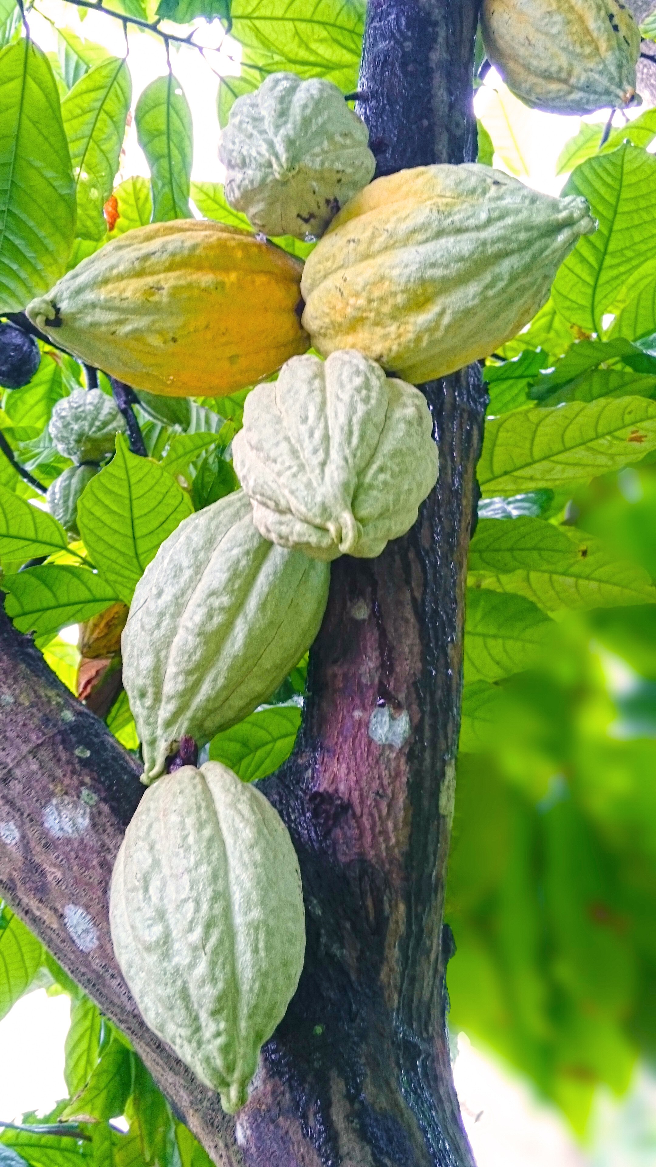 Cacao pods growing on a tree trunk HD Wallpaper