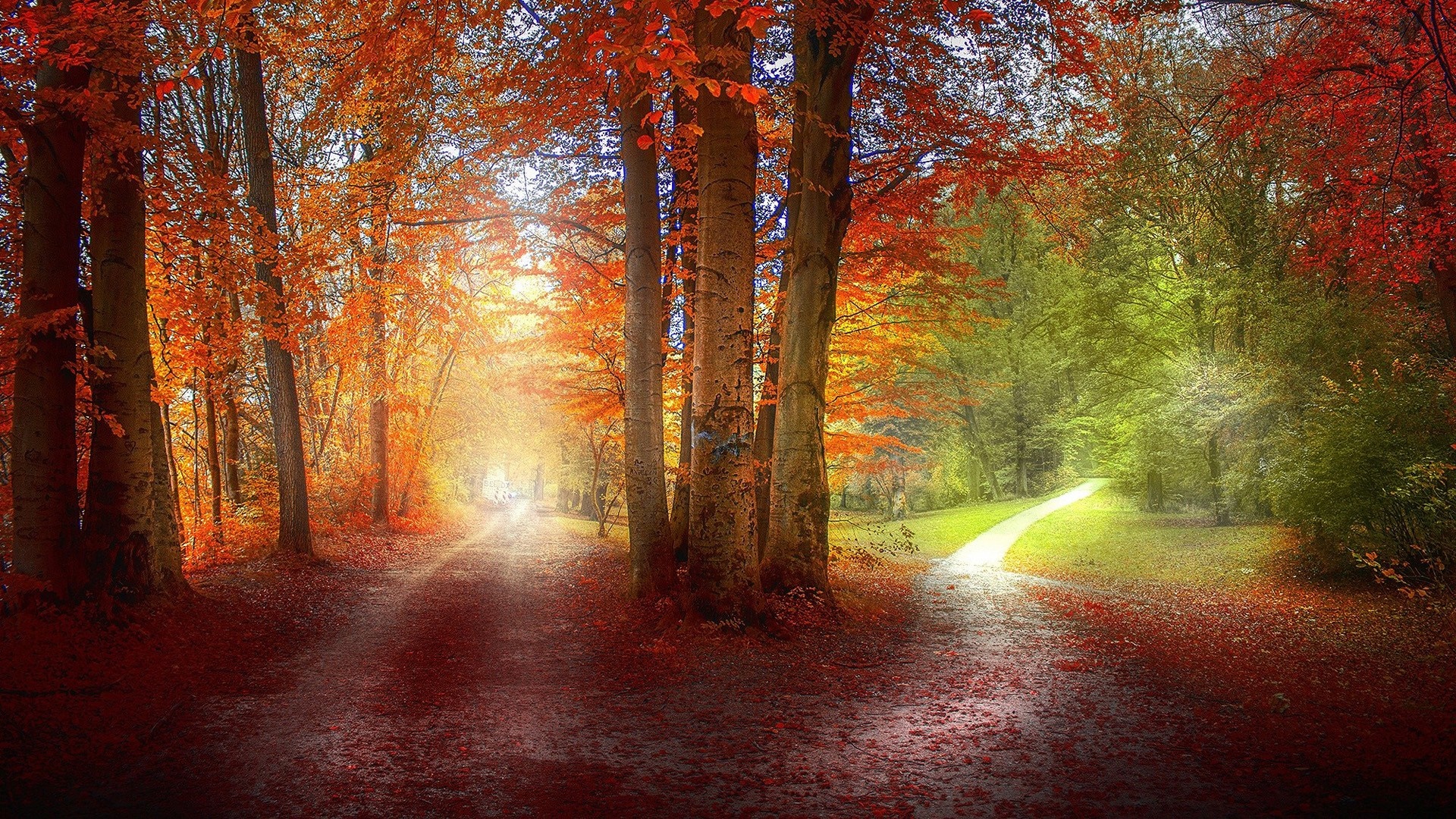 Autumn forest path with sunlight and colorful leaves HD Wallpaper