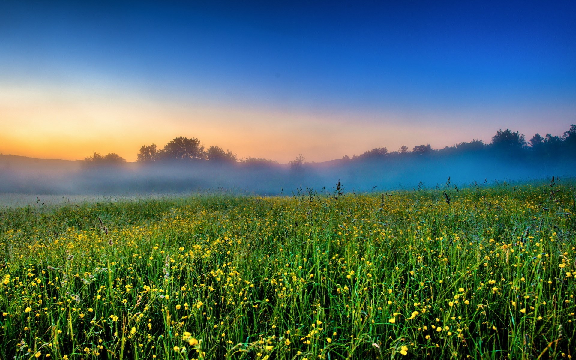Field of yellow flowers at sunrise with fog HD Wallpaper