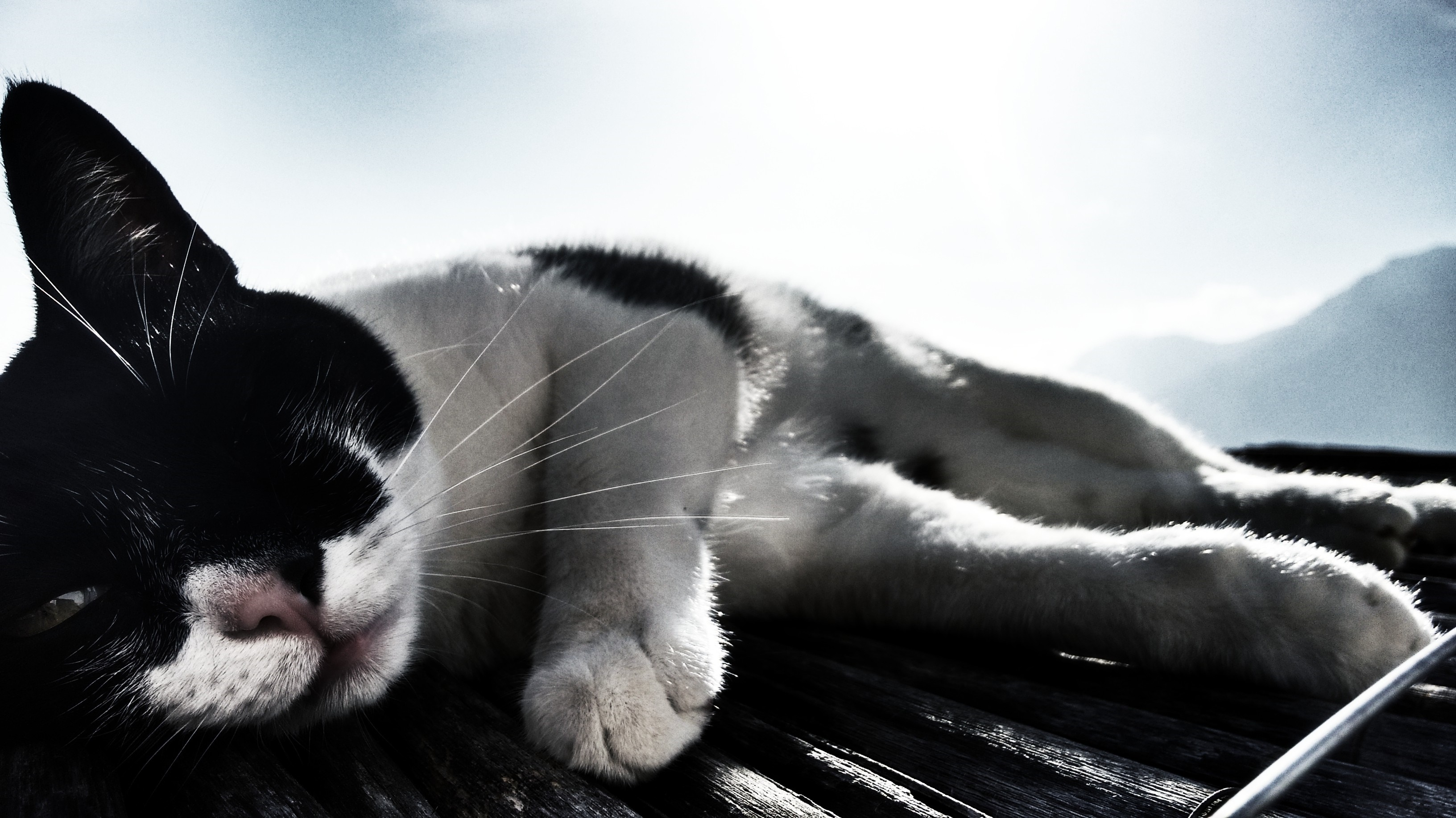 Black and white cat lying in sunlight HD Wallpaper