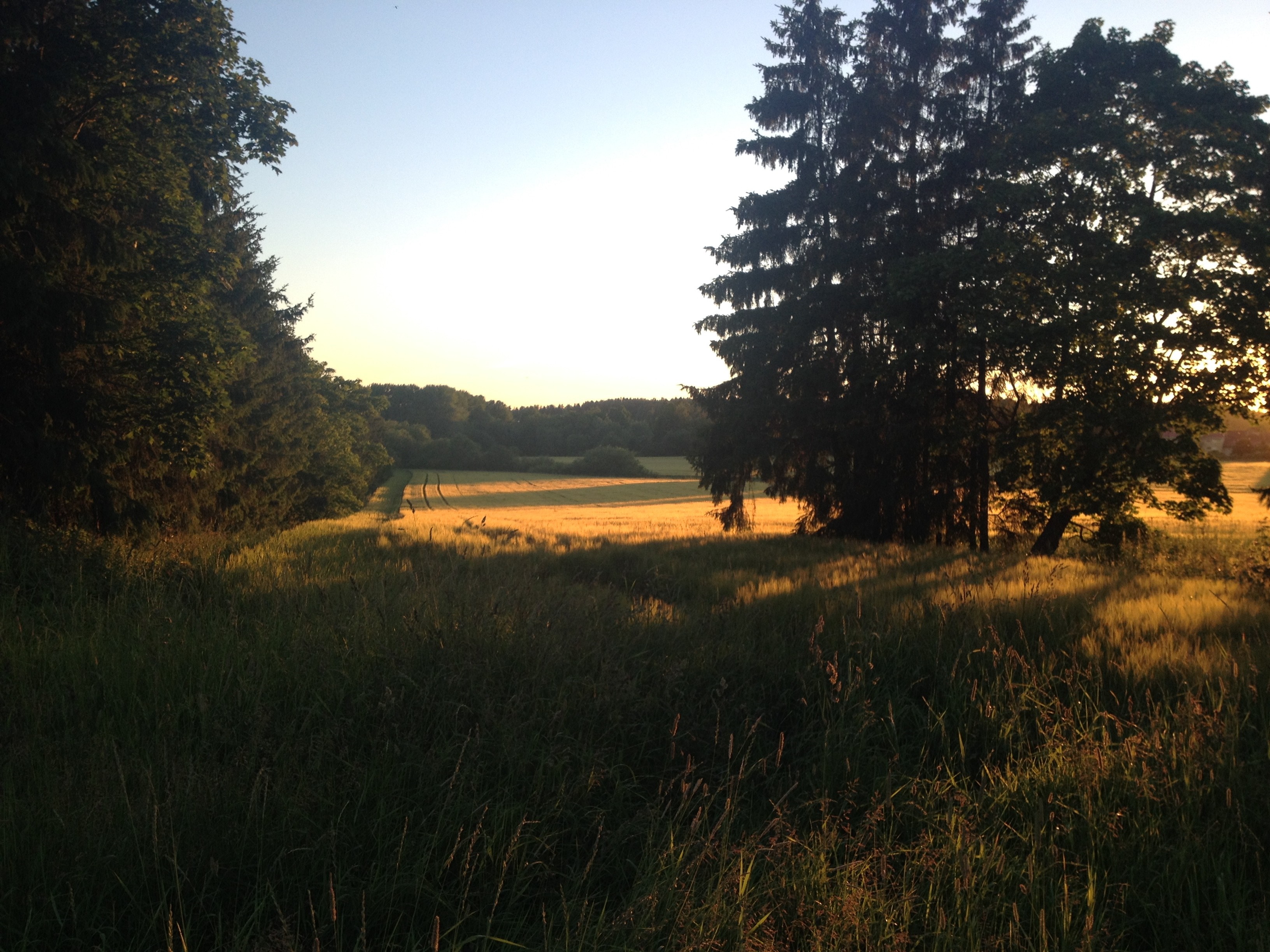 Sunset over a grassy field with trees HD Wallpaper