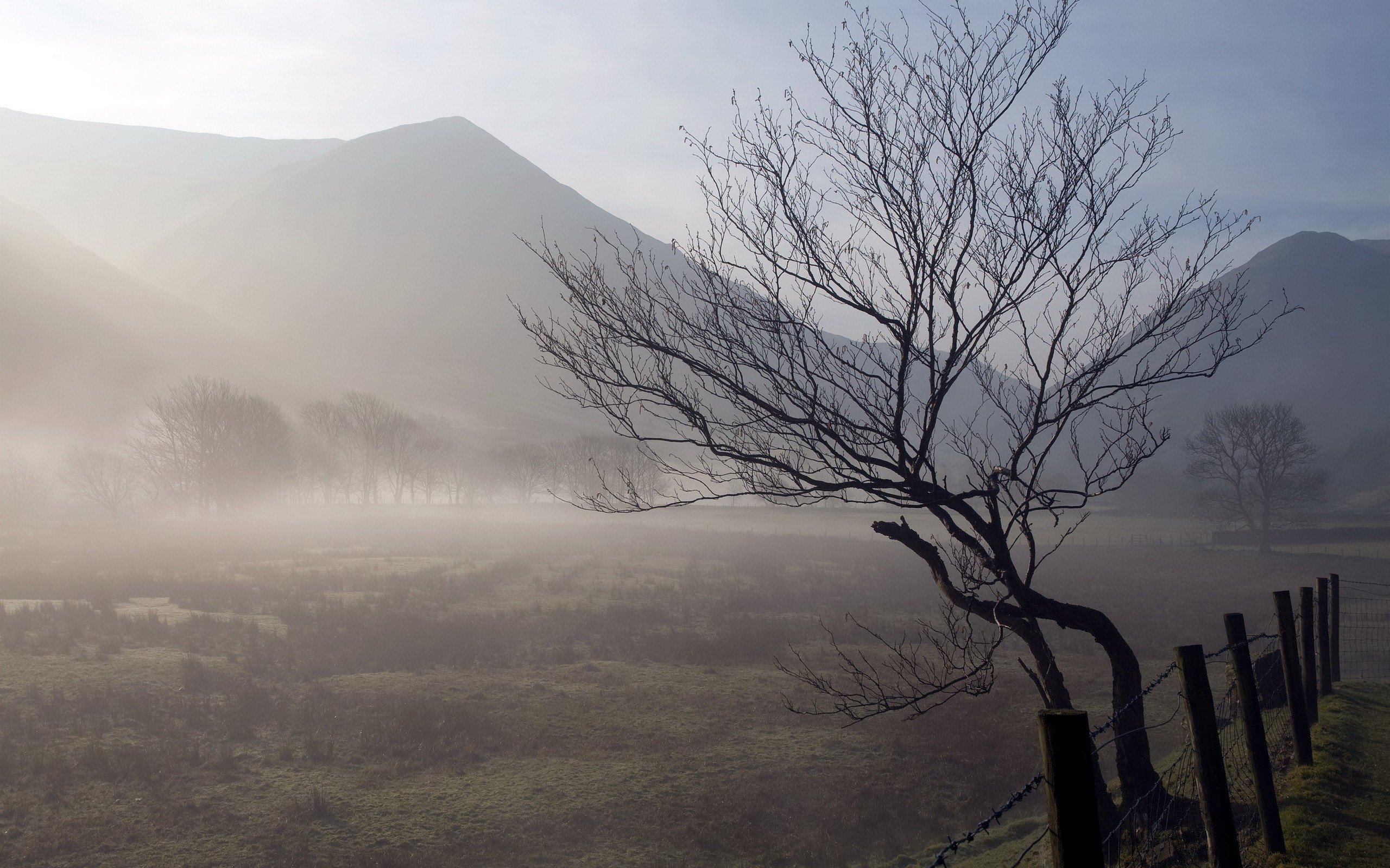 Misty valley with bare tree and mountains HD Wallpaper