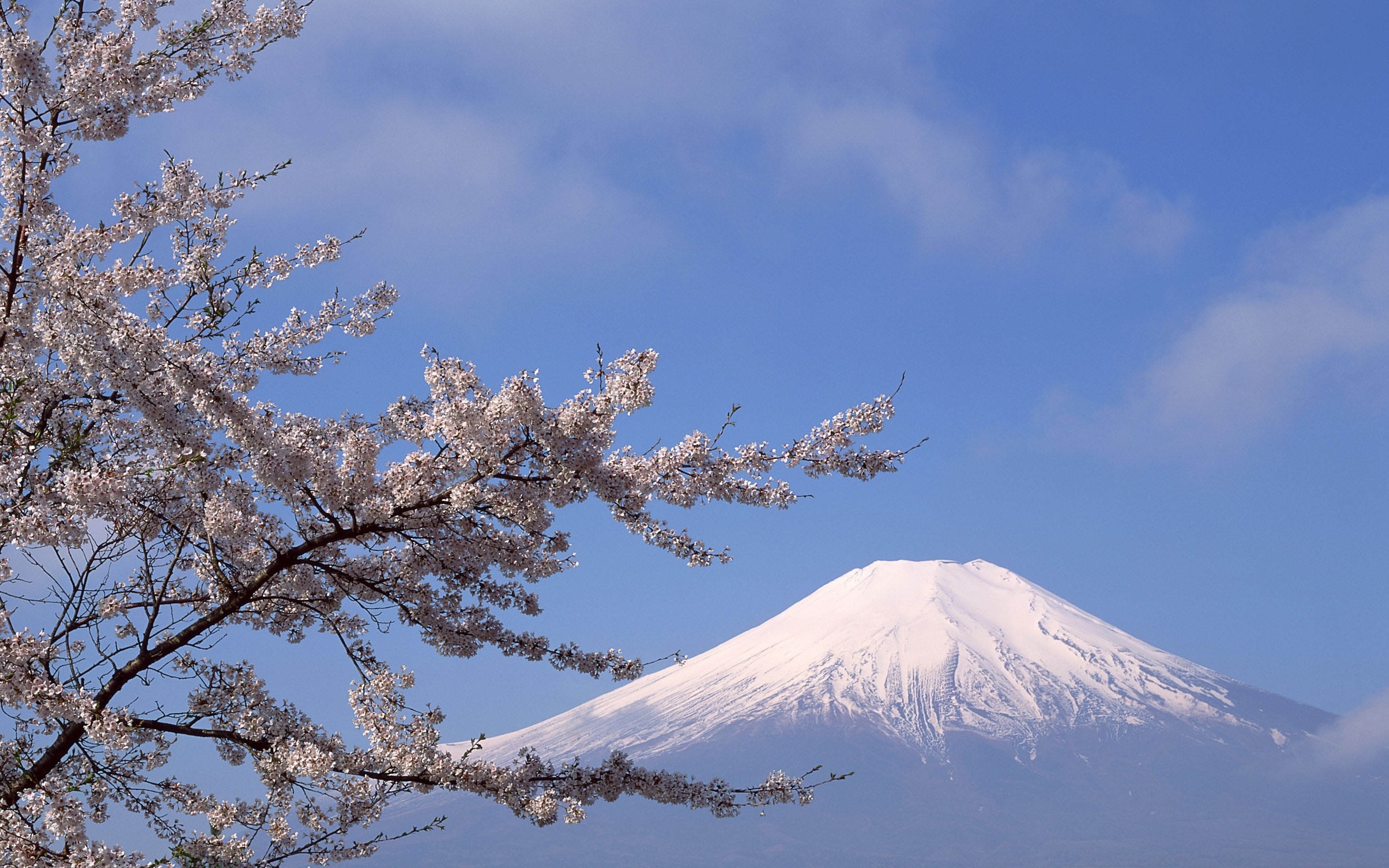 Mount Fuji with Cherry Blossoms in Bloom HD Wallpaper