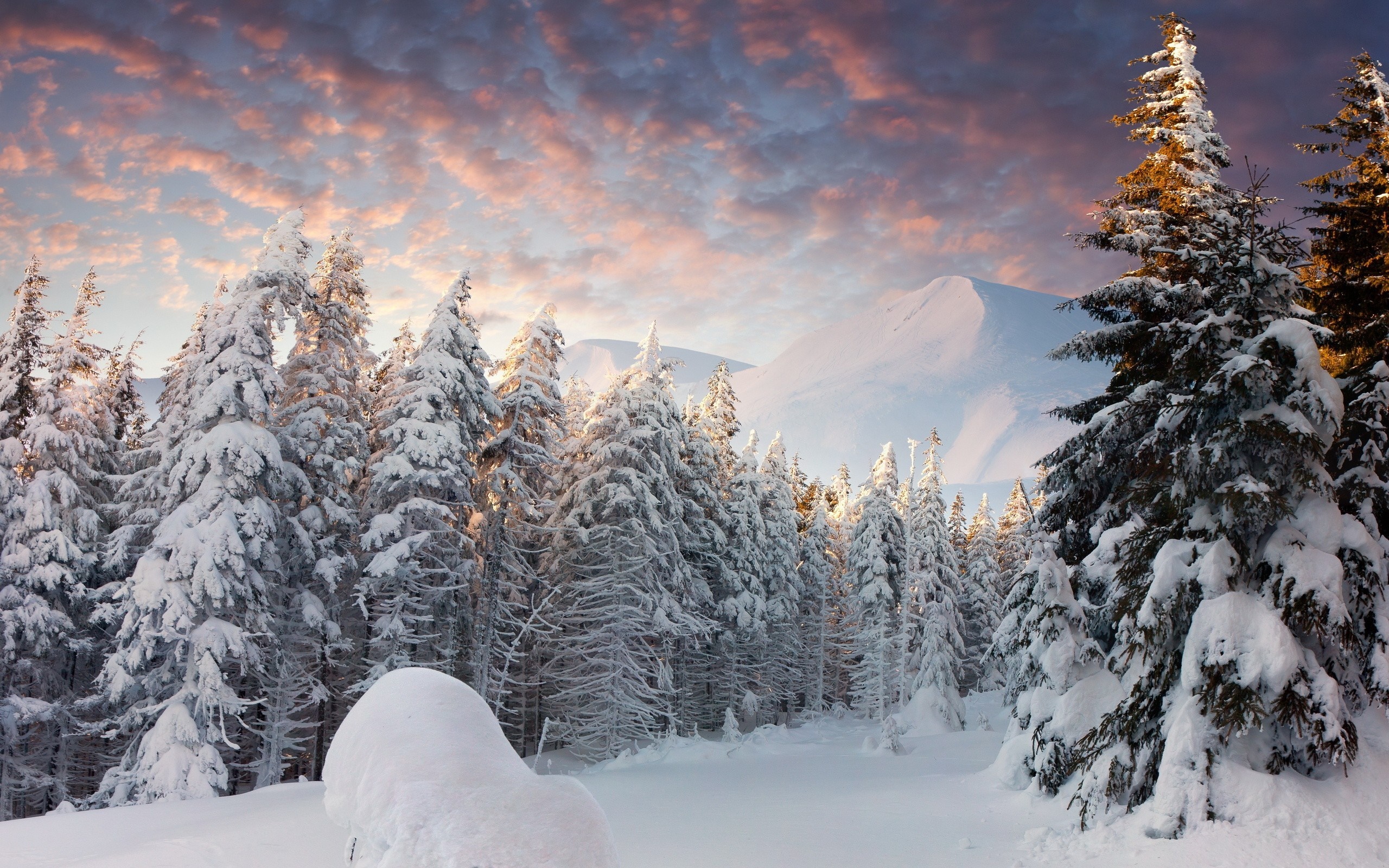 Snow-covered forest with mountains at sunrise HD Wallpaper