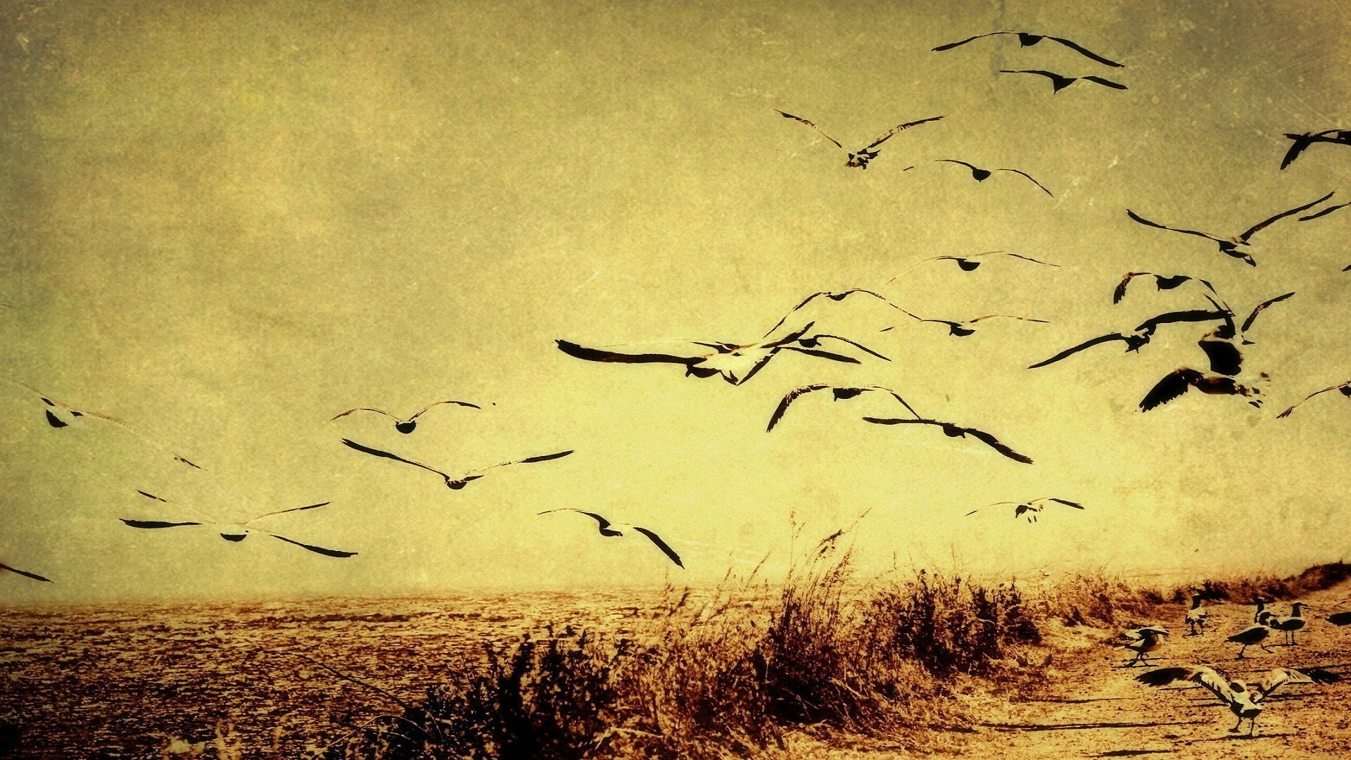 Flock of birds flying over a dry landscape HD Wallpaper