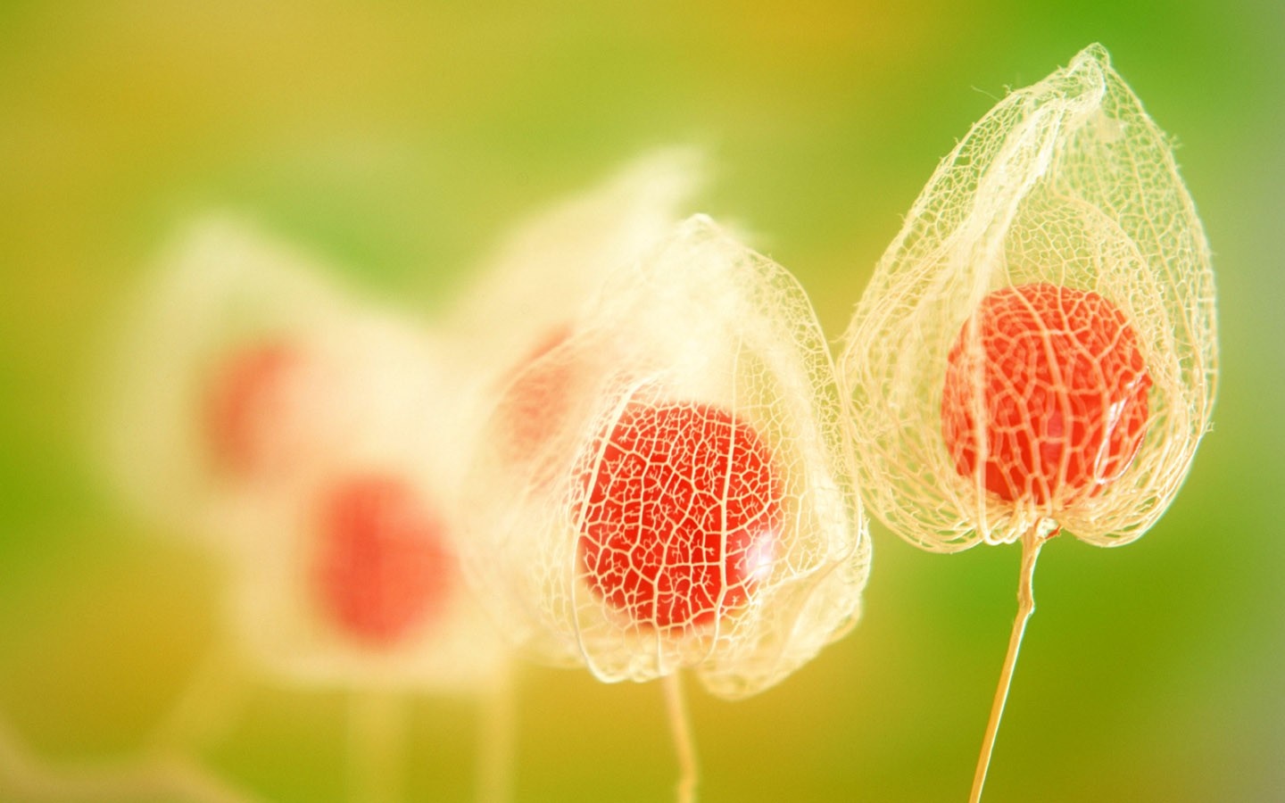 Delicate Chinese Lantern Plant with Red Fruit HD Wallpaper