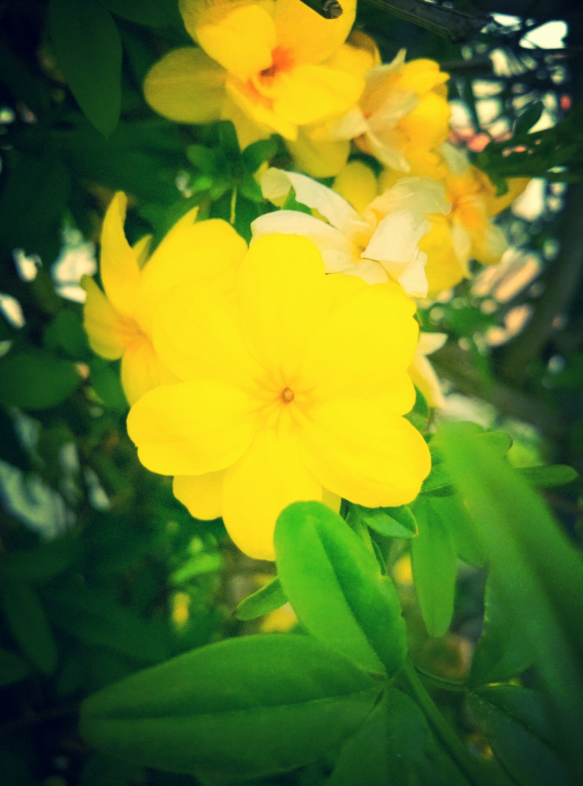 Yellow flowers with green leaves in sunlight HD Wallpaper