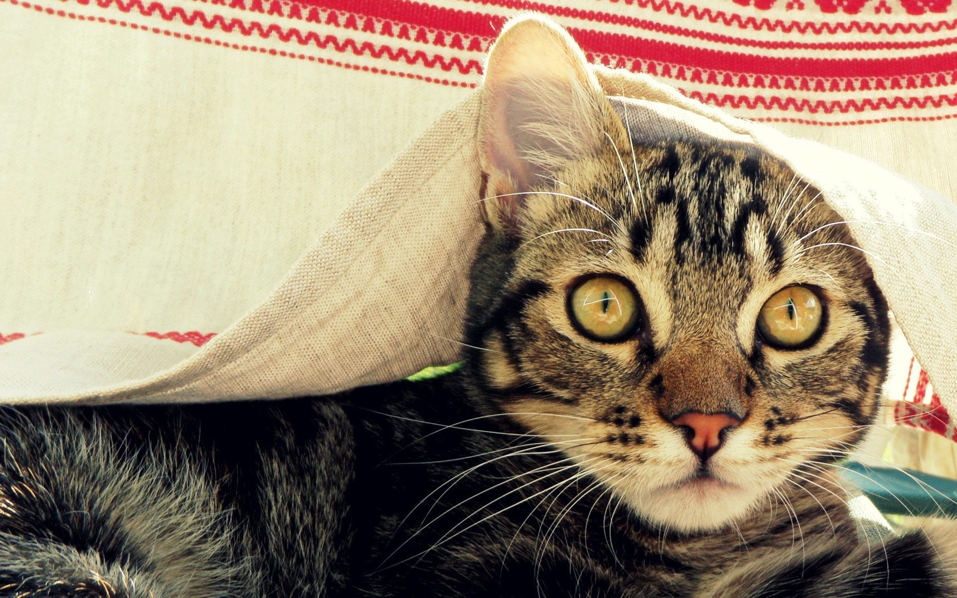 Tabby cat peeking from under a blanket HD Wallpaper