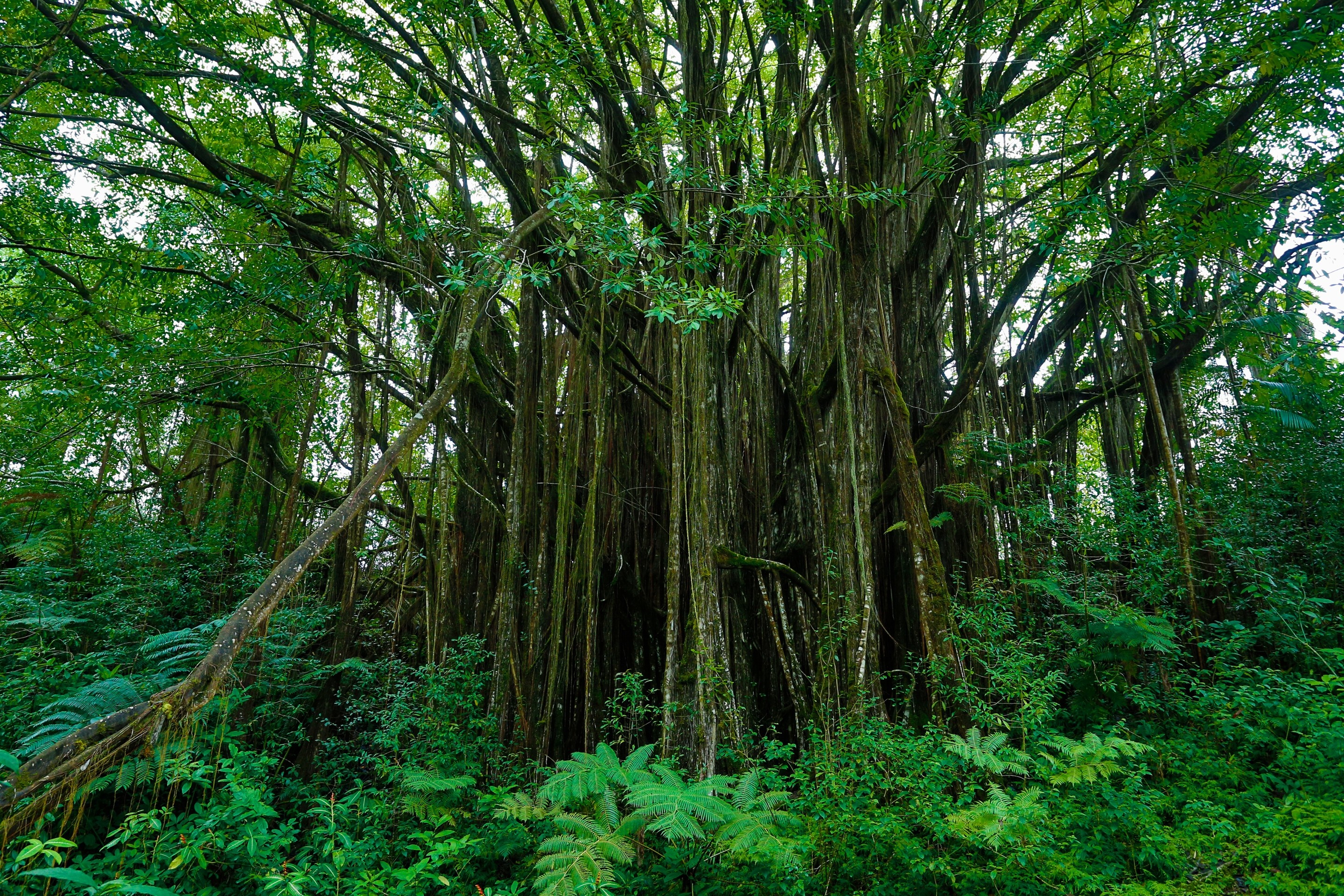 Dense green rainforest with a large banyan tree and hanging roots HD Wallpaper
