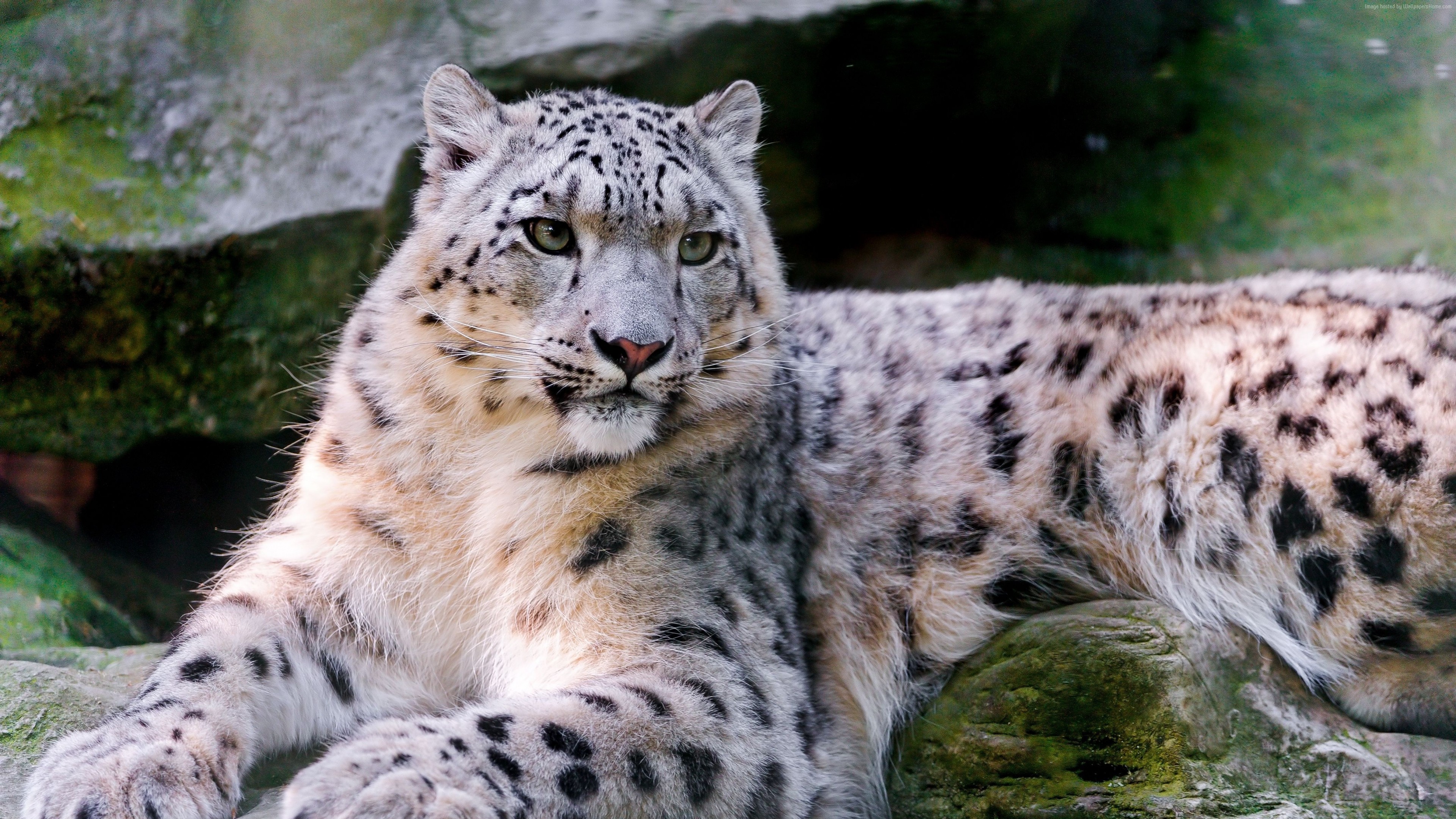 Snow leopard resting on rocks HD Wallpaper