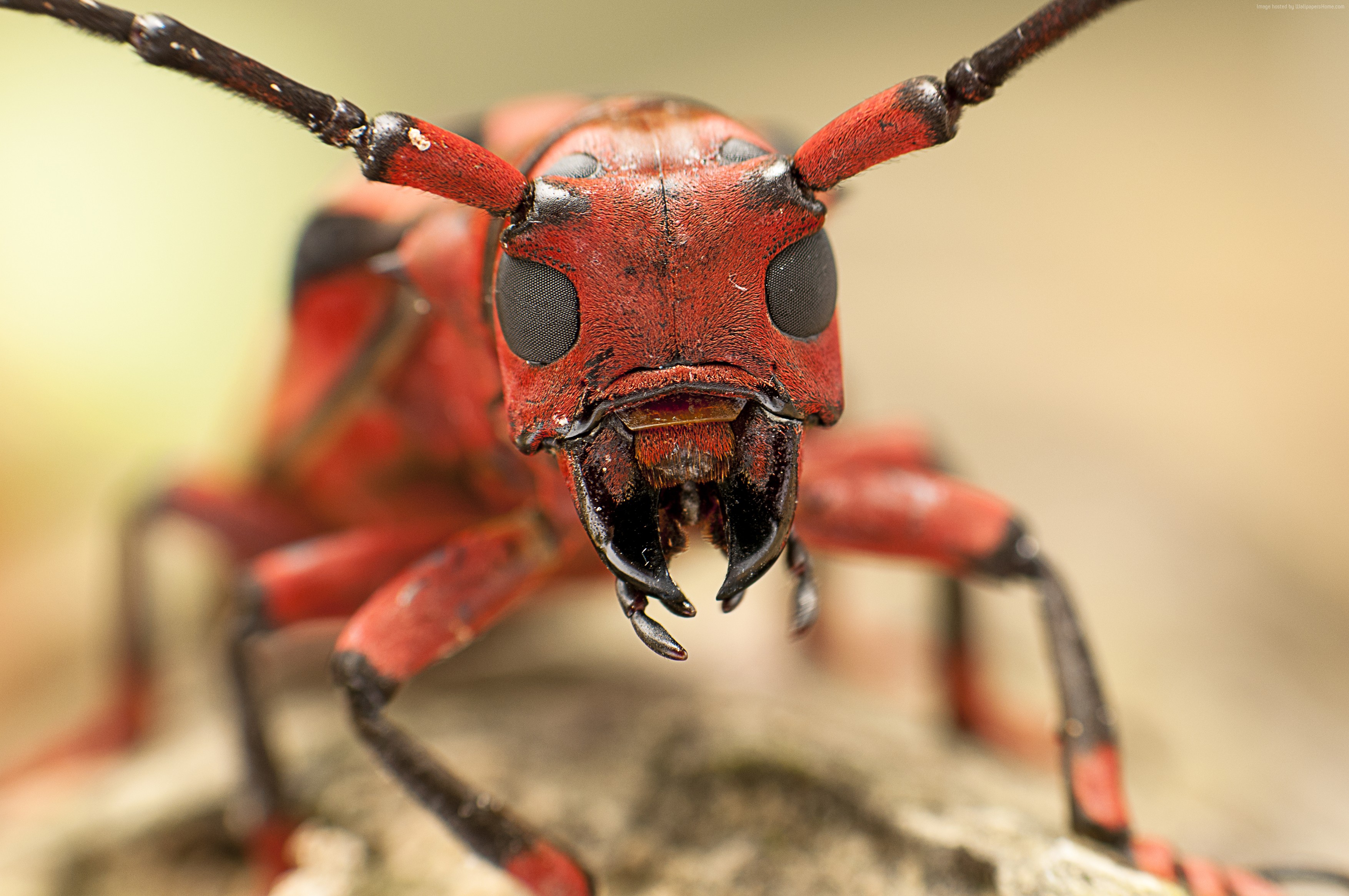 Close-up of a red beetle with black markings HD Wallpaper