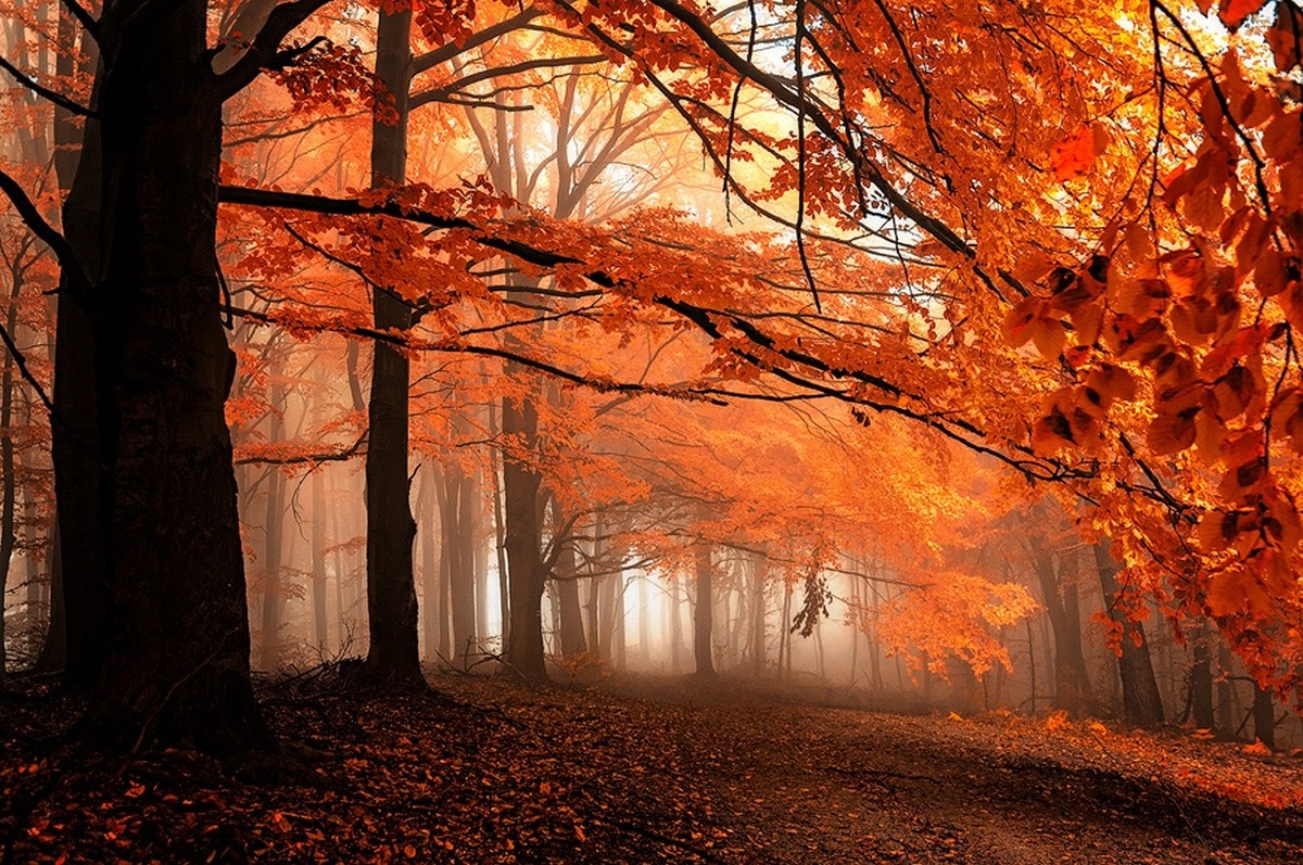Autumn forest path with orange leaves and mist HD Wallpaper