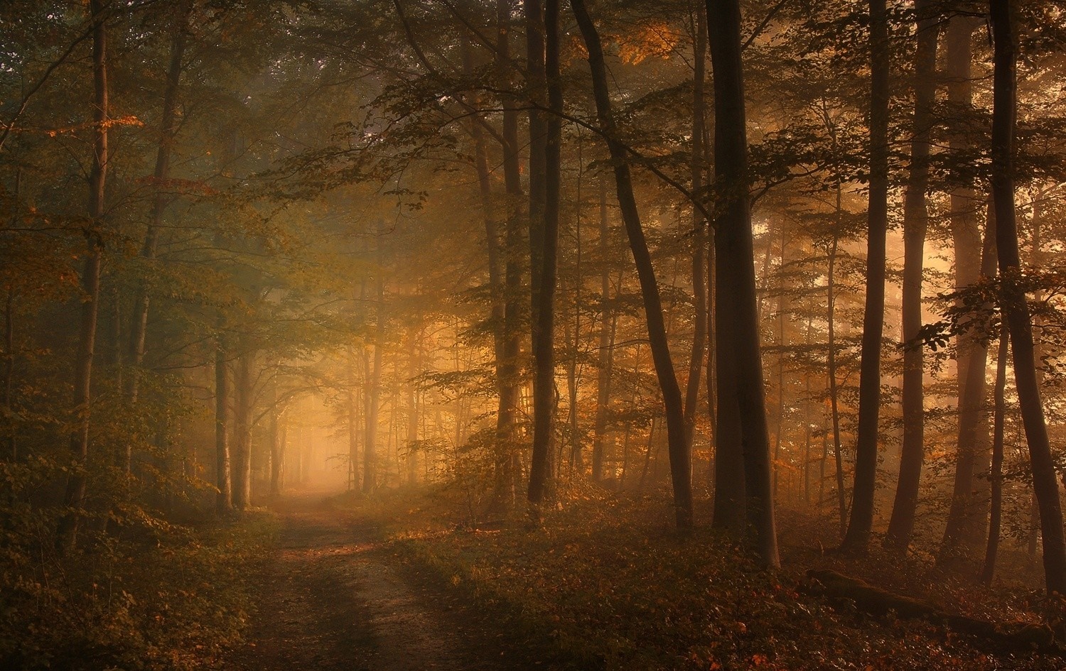 Sunlight filtering through misty autumn forest trees HD Wallpaper