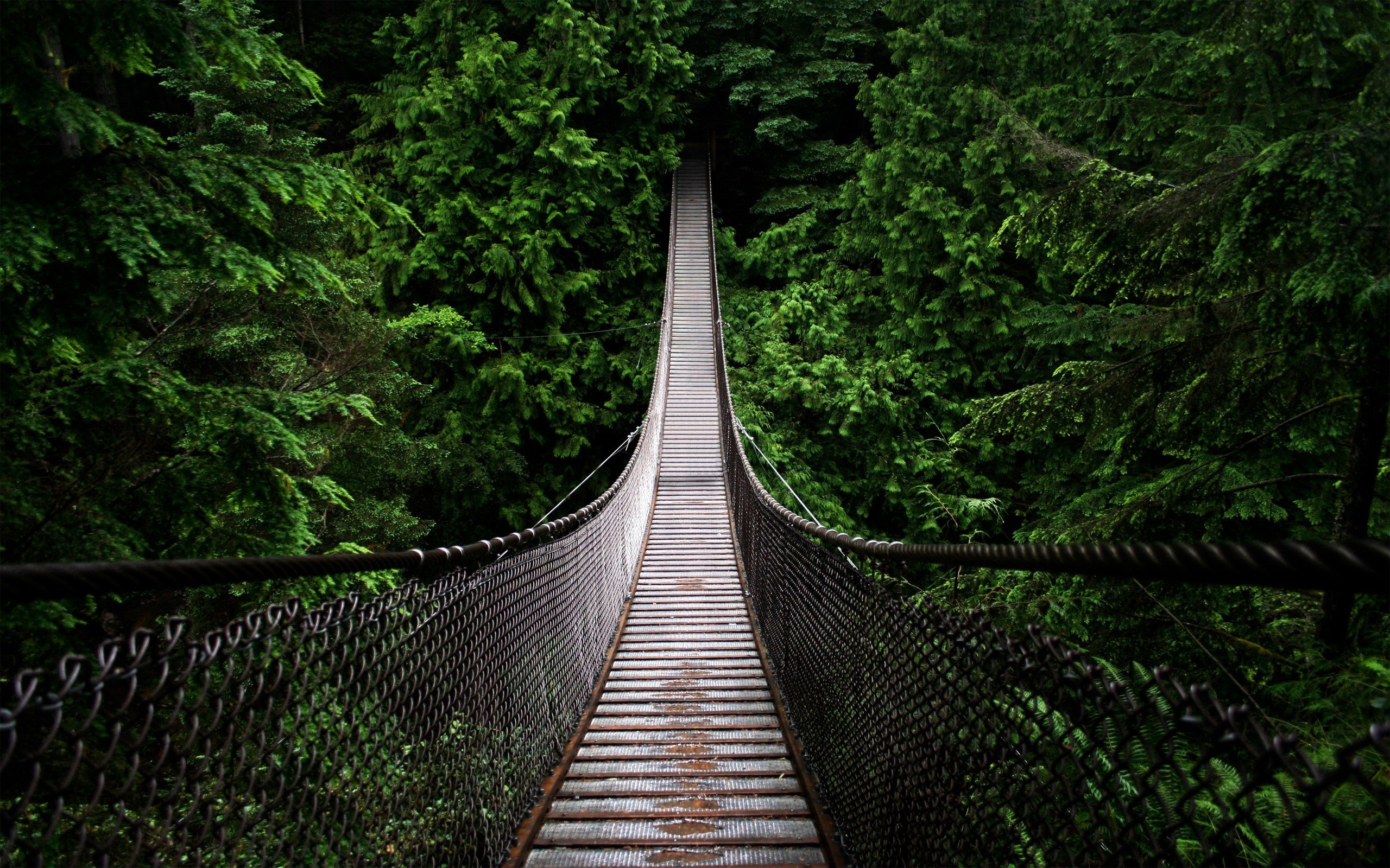 Suspension bridge through a dense green forest HD Wallpaper