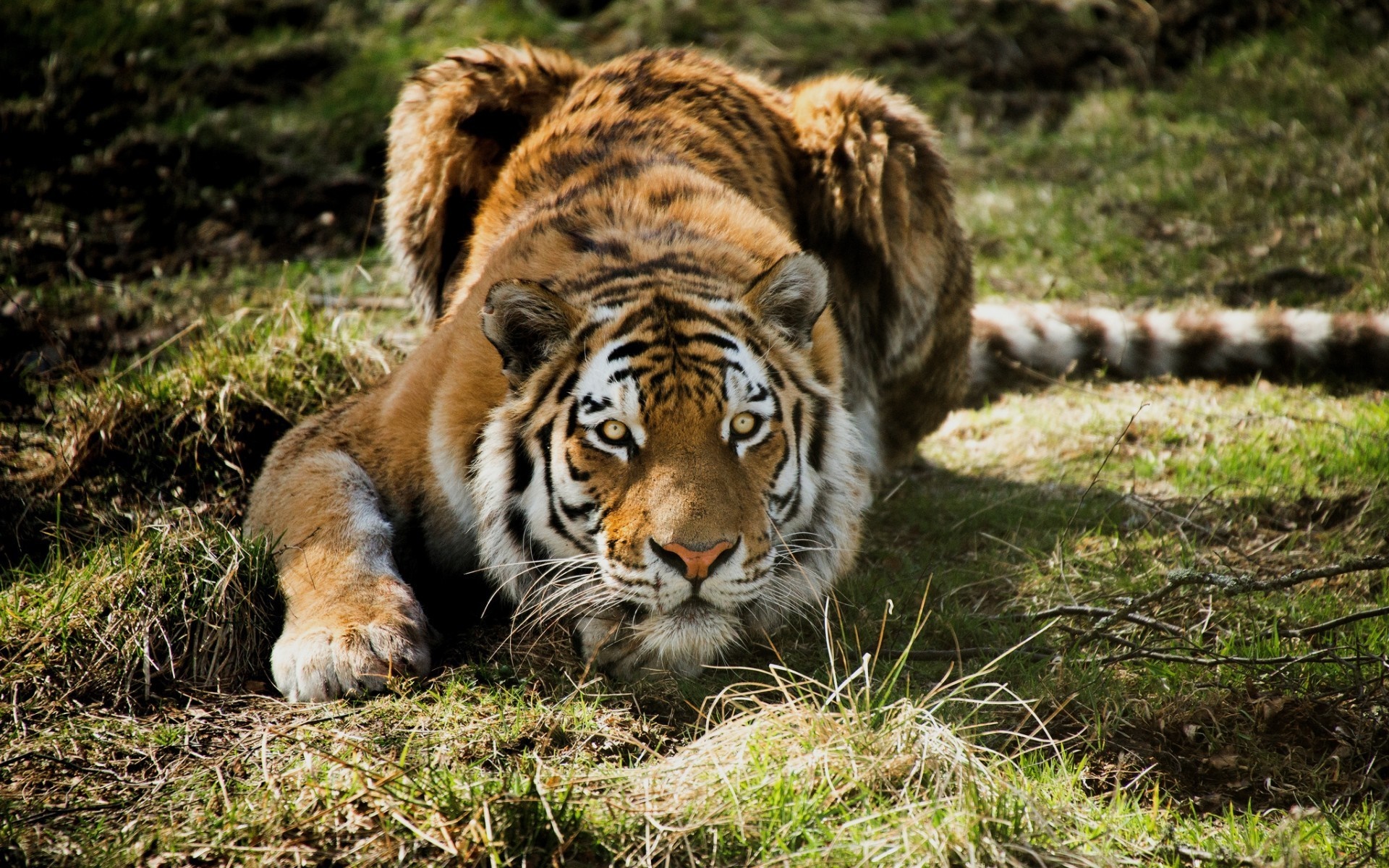 Tiger crouching in grass HD Wallpaper
