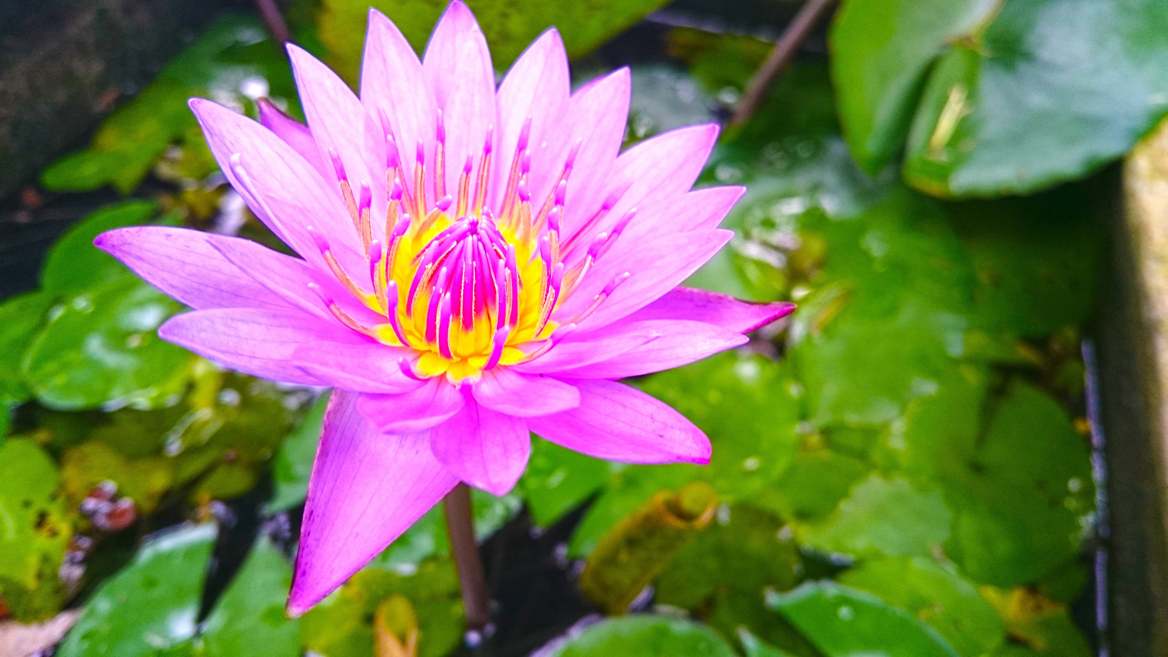 Pink lotus flower with yellow center in water HD Wallpaper