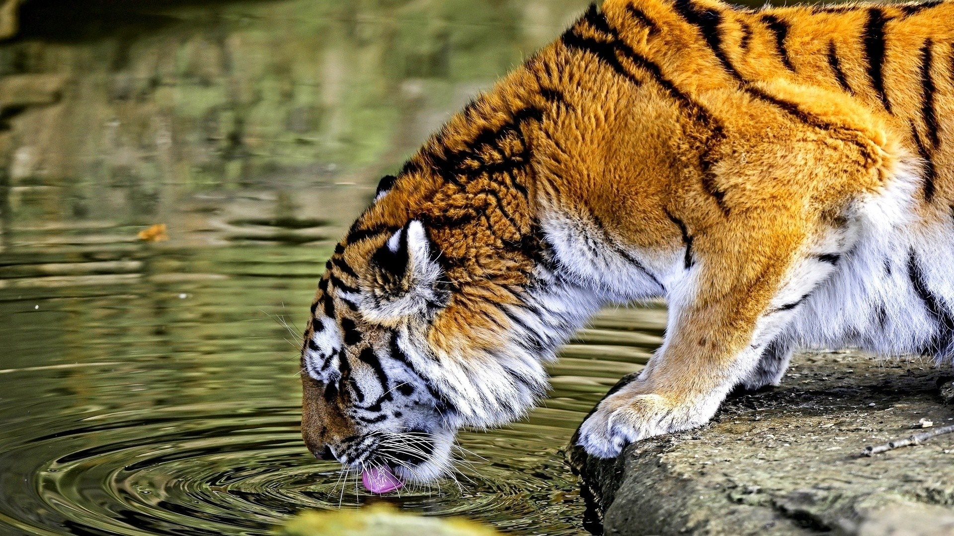 Tiger drinking water from a pond HD Wallpaper