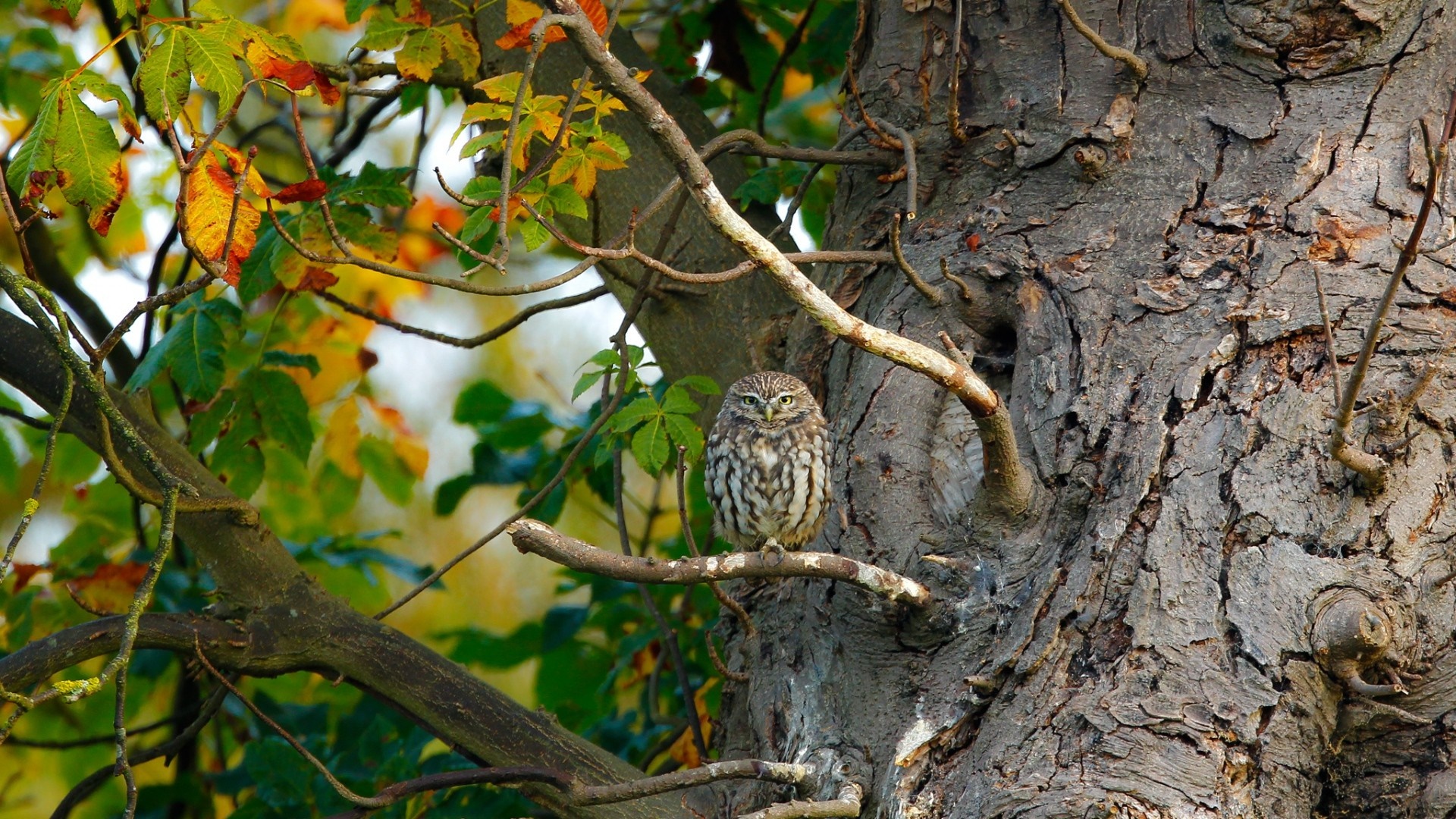 Little owl perched on a tree branch in autumn HD Wallpaper