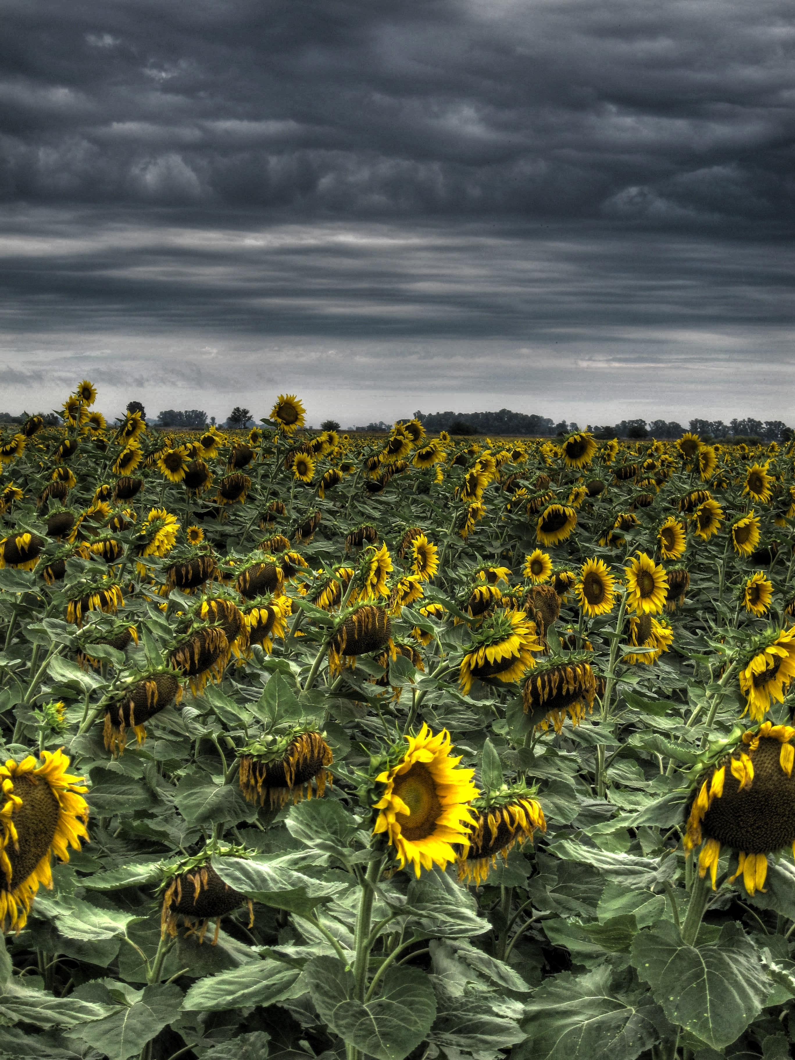Field of sunflowers under a stormy sky HD Wallpaper